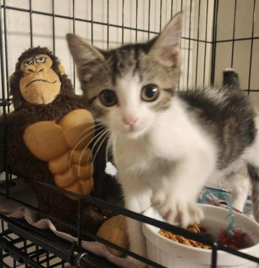 Kitu, Adopted, Young Female Domestic Short Hair.