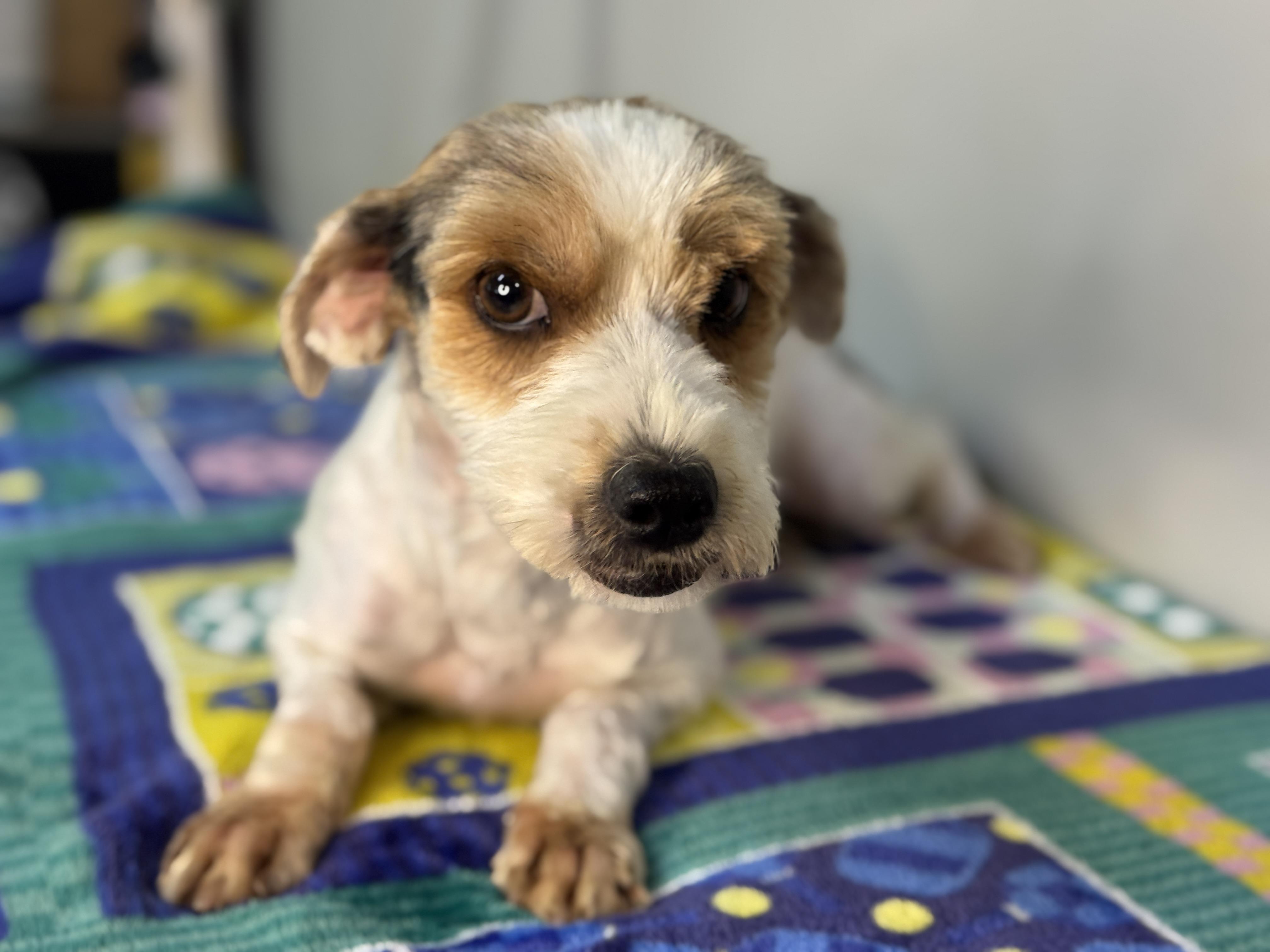 Enlarge Pixie, a ADOPTABLE mixed breed in Midlothian, VA image 6/6