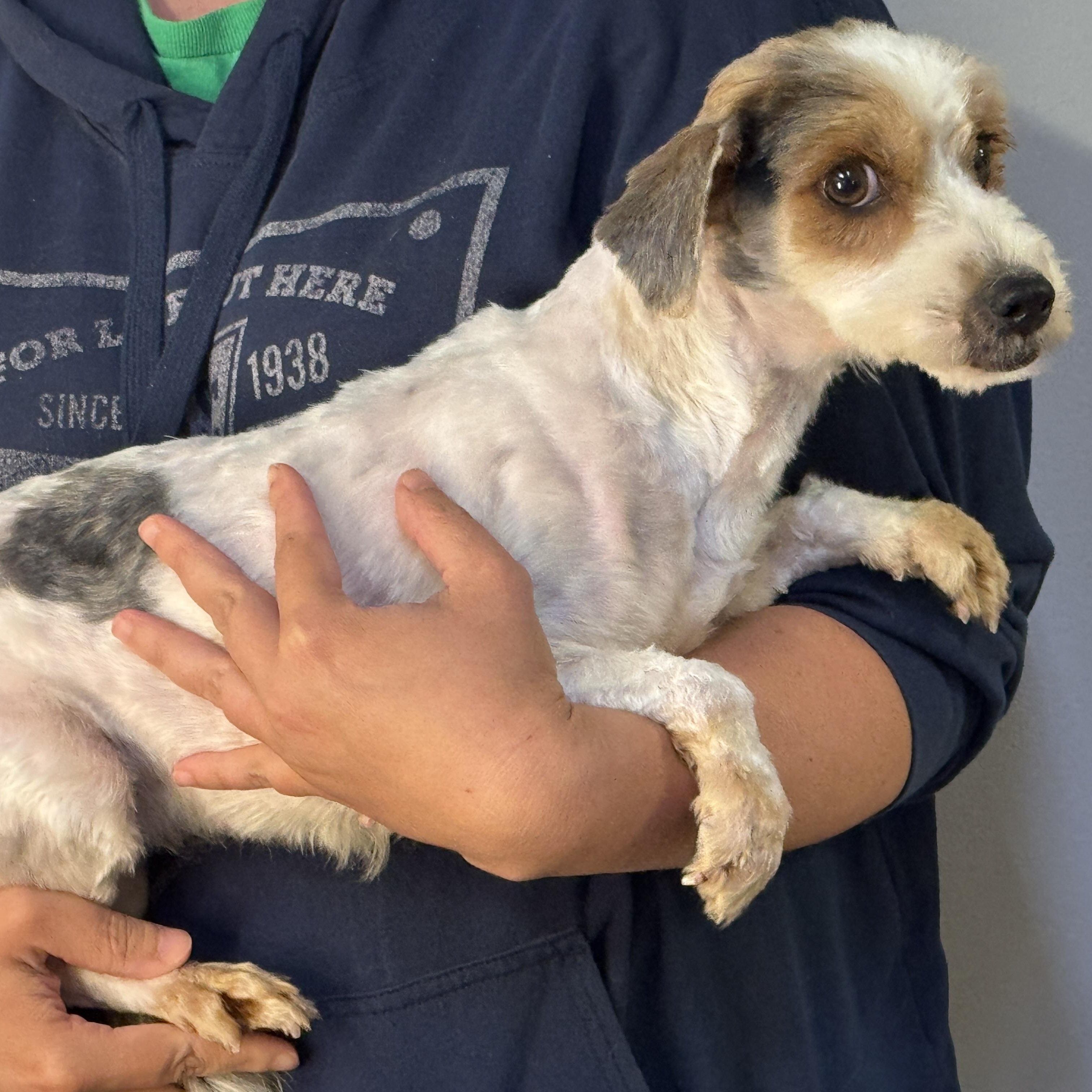 Enlarge Pixie, a ADOPTABLE mixed breed in Midlothian, VA image 3/6