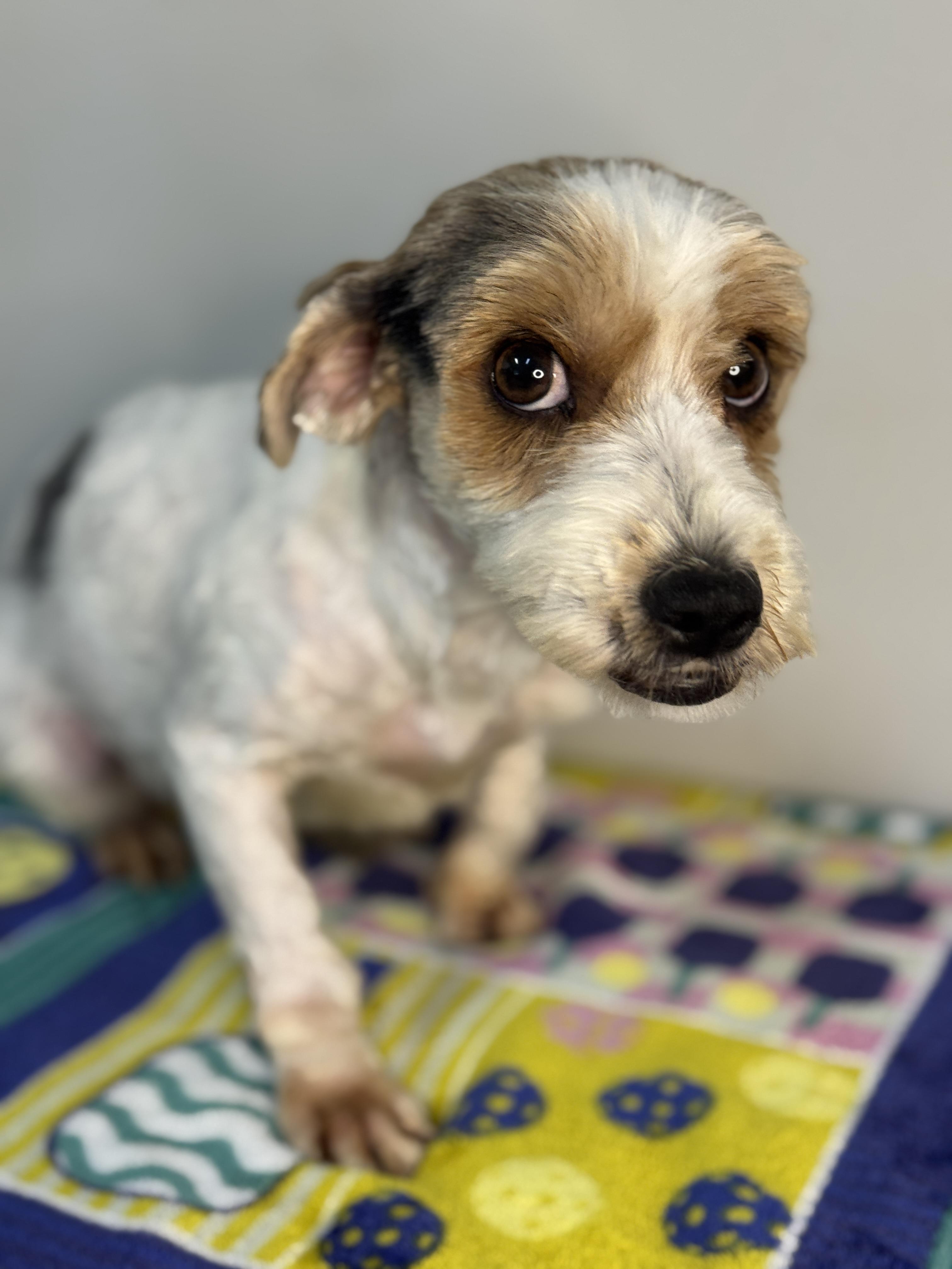 Enlarge Pixie, a ADOPTABLE mixed breed in Midlothian, VA image 4/6