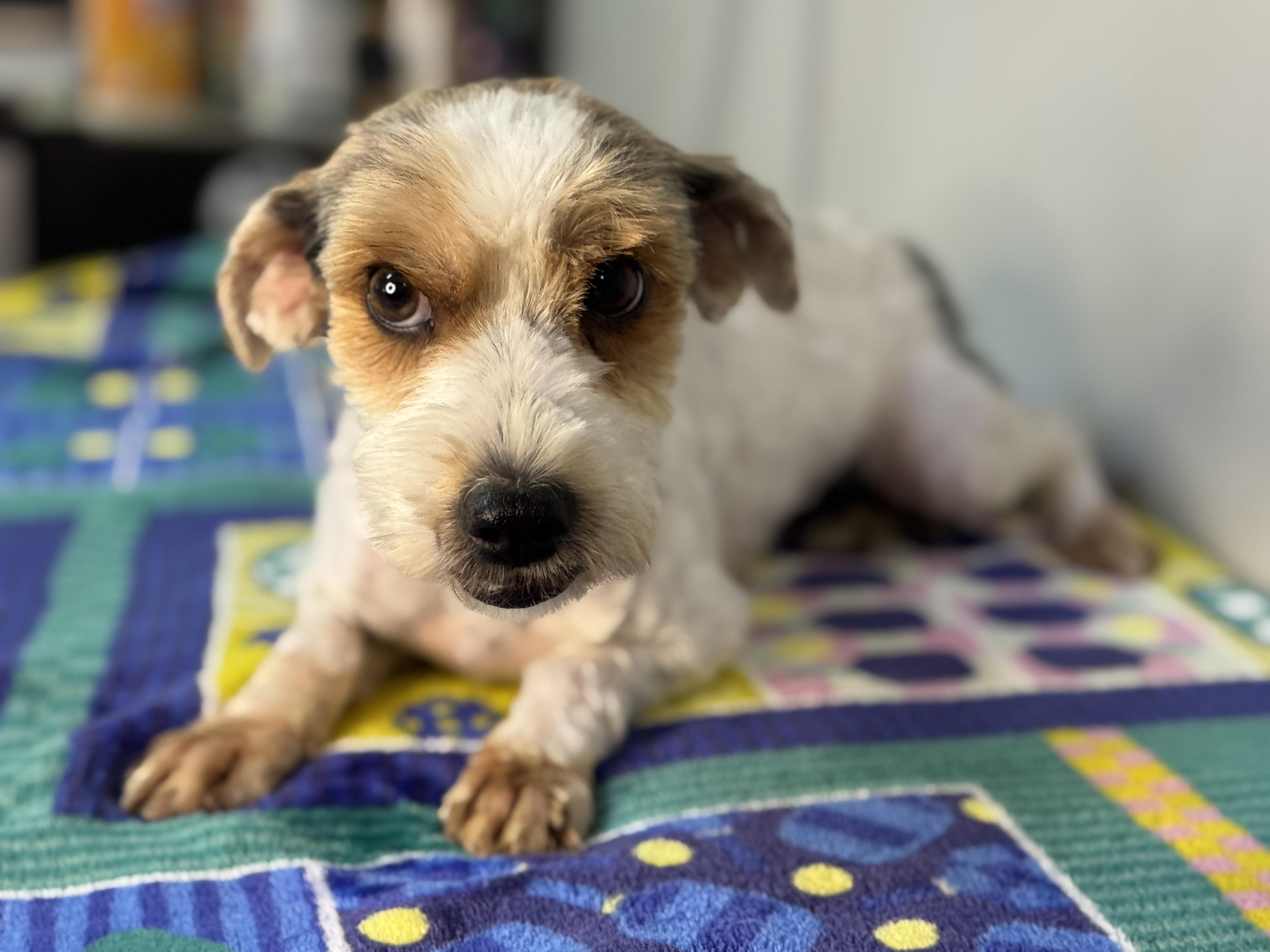 Enlarge Pixie, a ADOPTABLE mixed breed in Midlothian, VA image 2/6