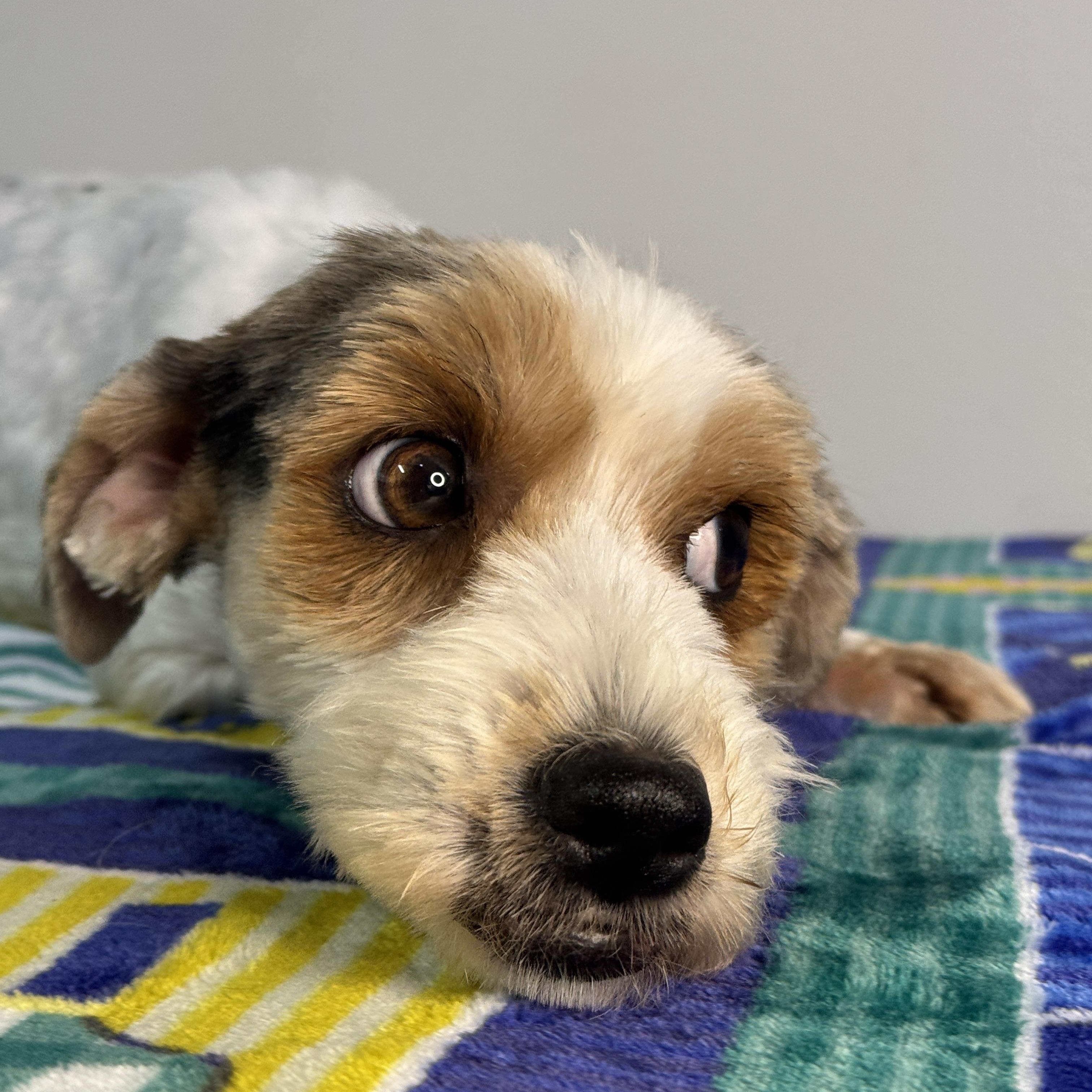 Enlarge Pixie, a ADOPTABLE mixed breed in Midlothian, VA image 5/6