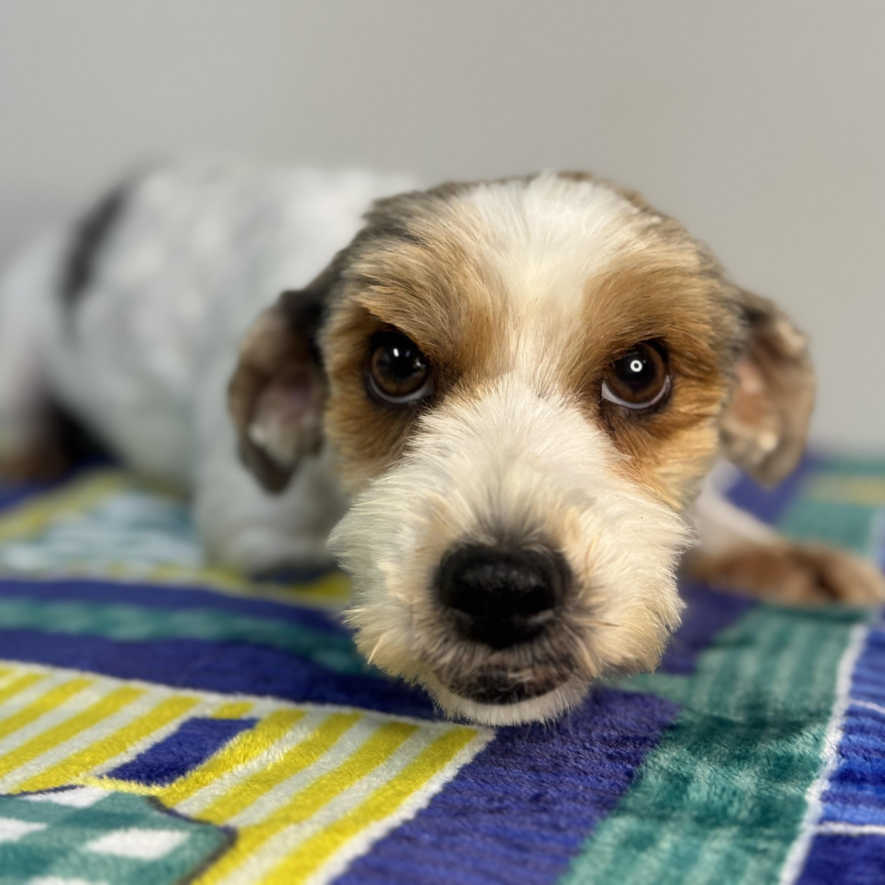 Enlarge Pixie, a ADOPTABLE mixed breed in Midlothian, VA image 1/6