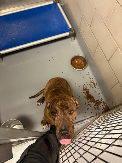 Rambo, Adoptable, Puppy Male Pit Bull Terrier & Mixed Breed.