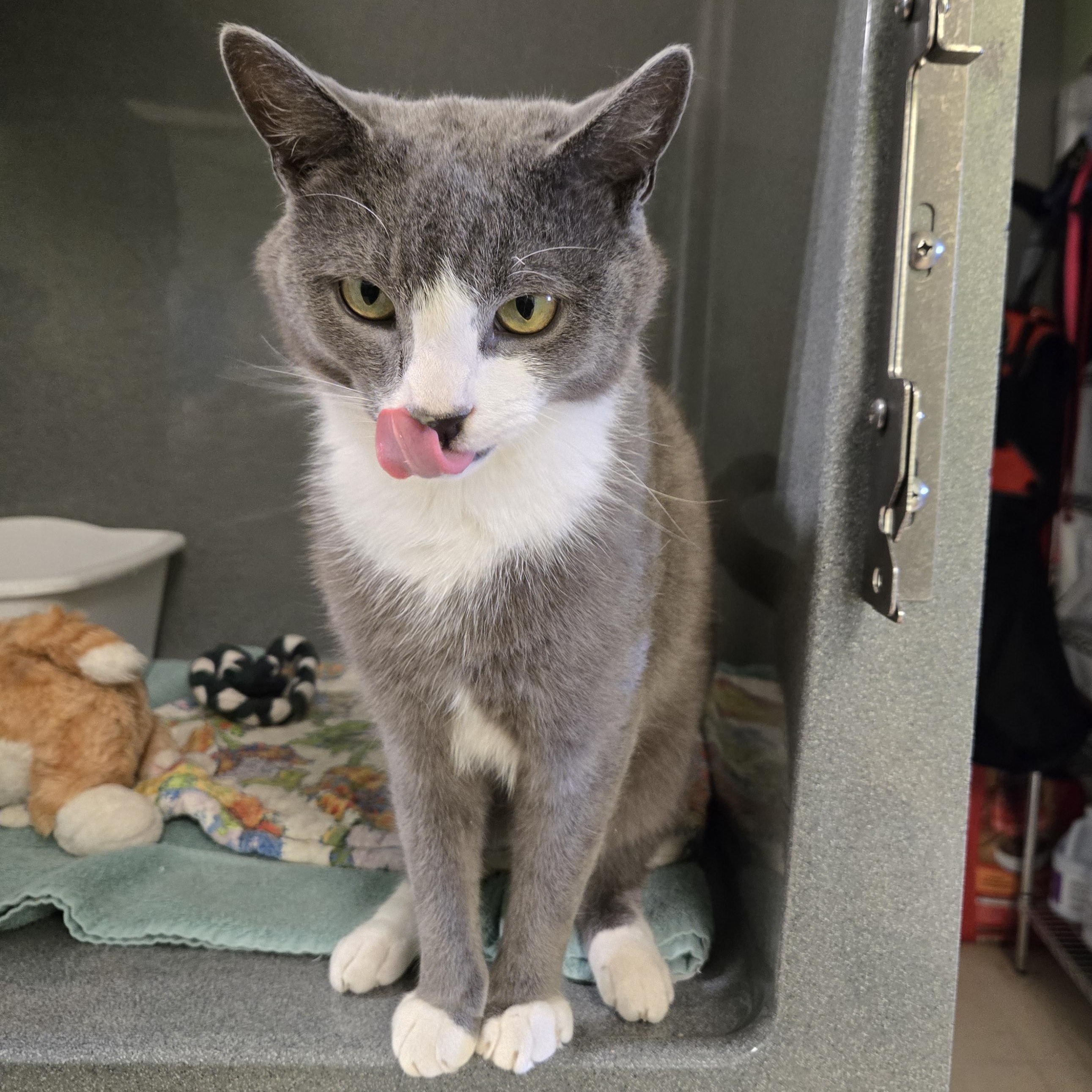 Pixel, an adopted Domestic Short Hair in Paris, ME image 4/4