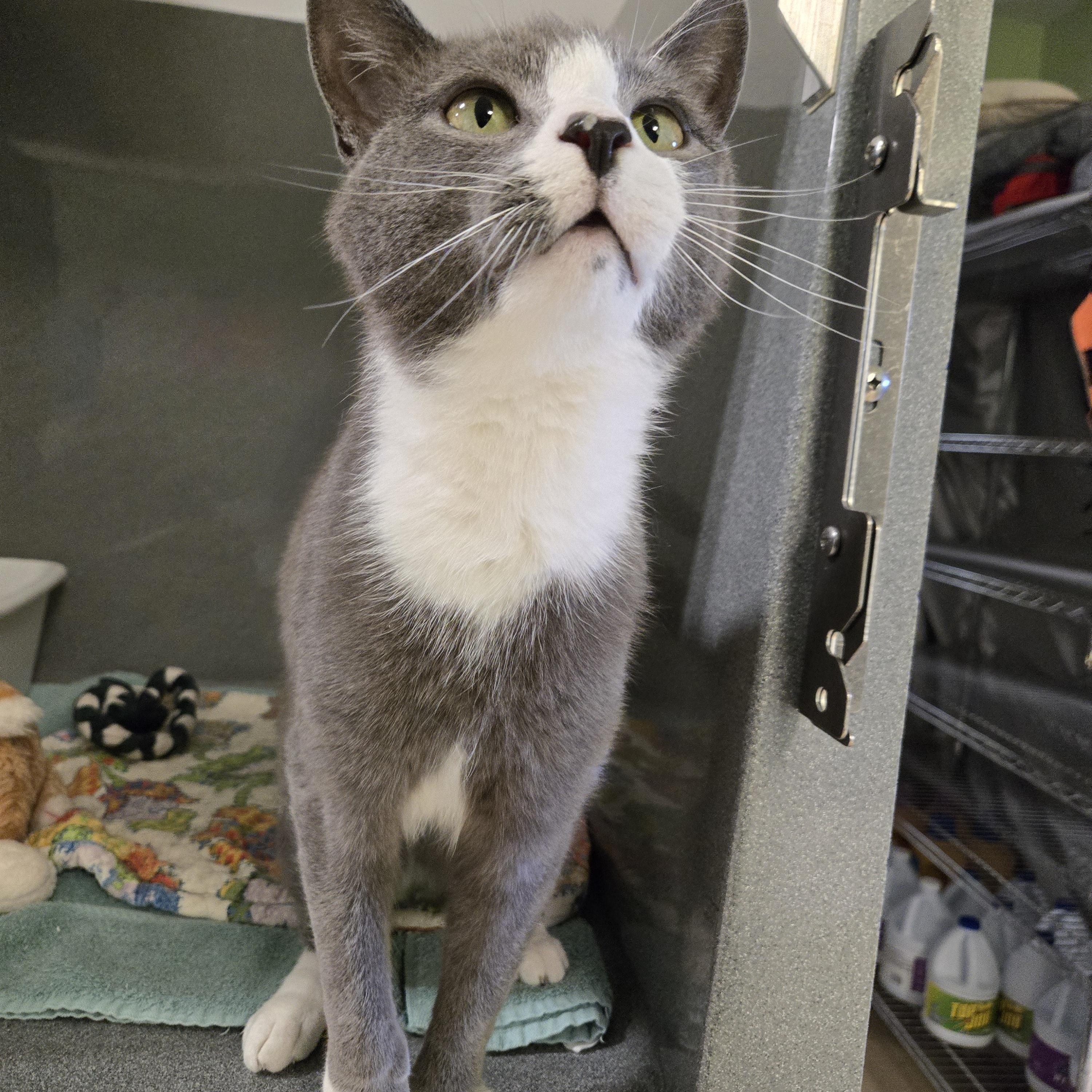 Pixel, an adopted Domestic Short Hair in Paris, ME image 3/4