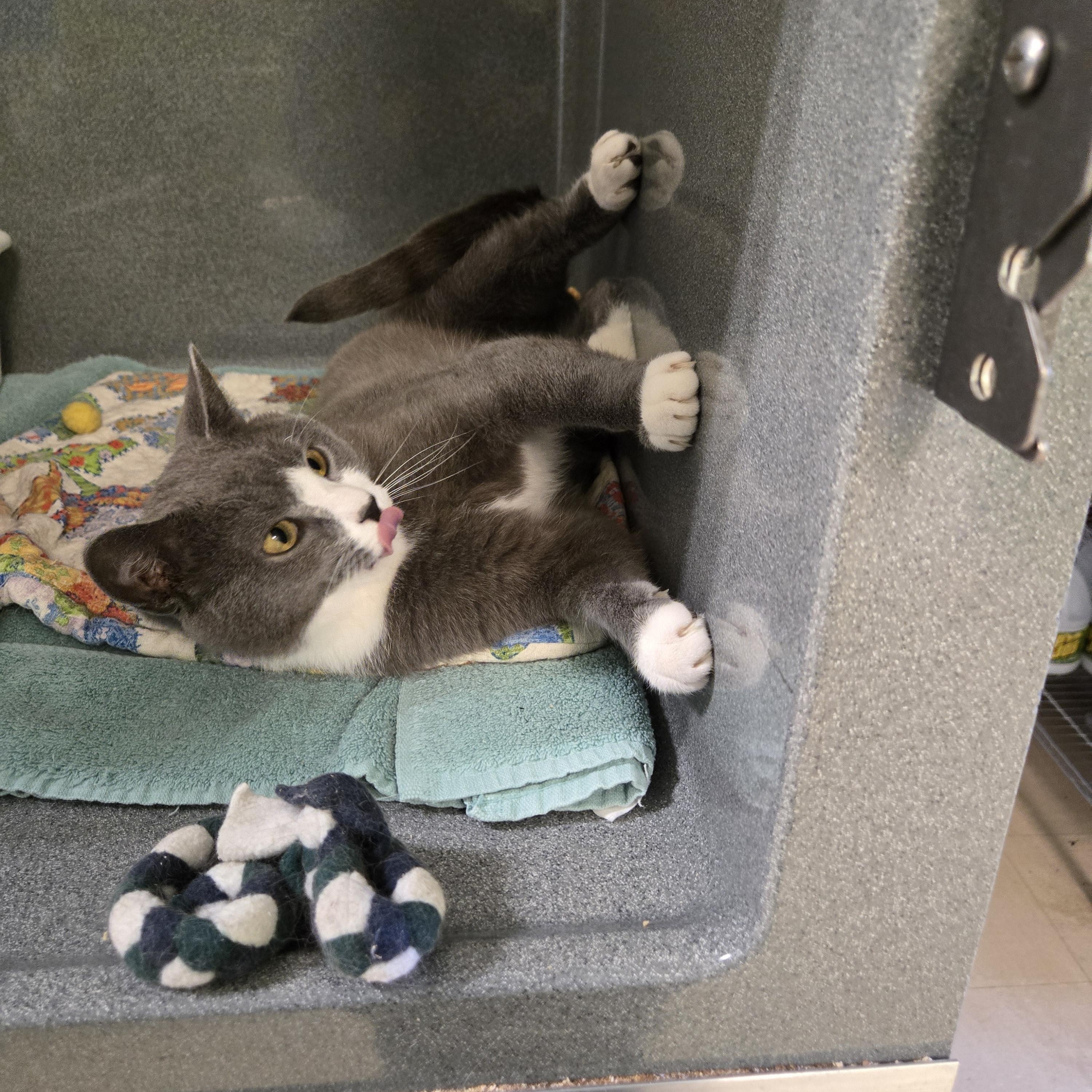 Pixel, adopted, Adult Male Domestic Short Hair.