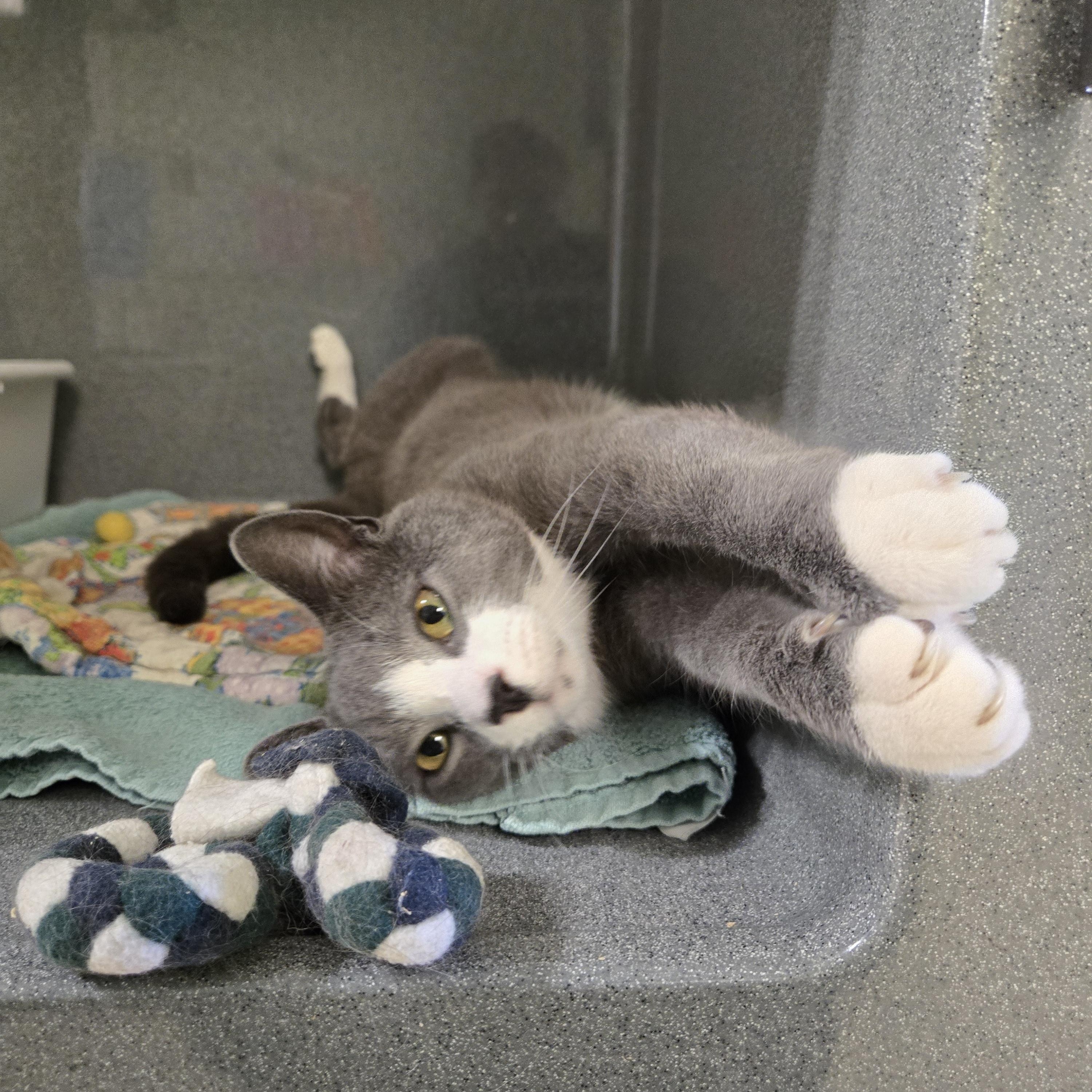Pixel, an adopted Domestic Short Hair in Paris, ME image 2/4