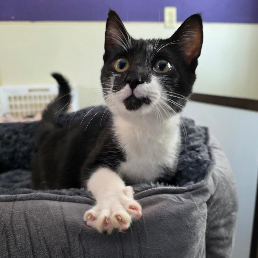 (Meowi) Meowana, a Adoptable Domestic Short Hair in Glenfield, NY image 1/3