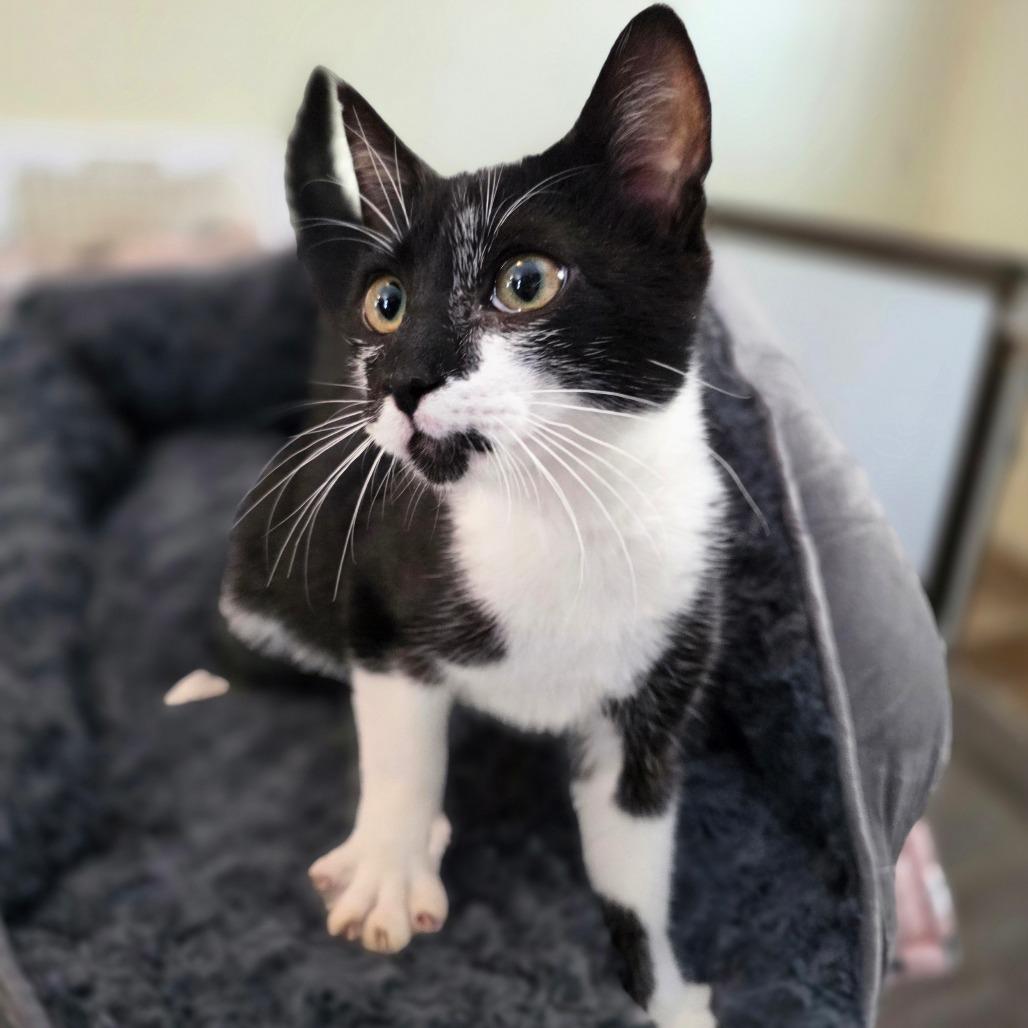 (Meowi) Meowana, a Adoptable Domestic Short Hair in Glenfield, NY image 2/3