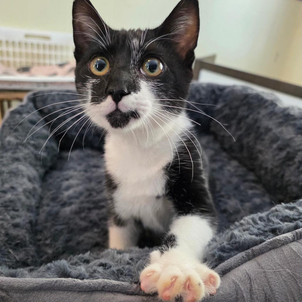 (Meowi) Meowana, a Adoptable Domestic Short Hair in Glenfield, NY image 3/3