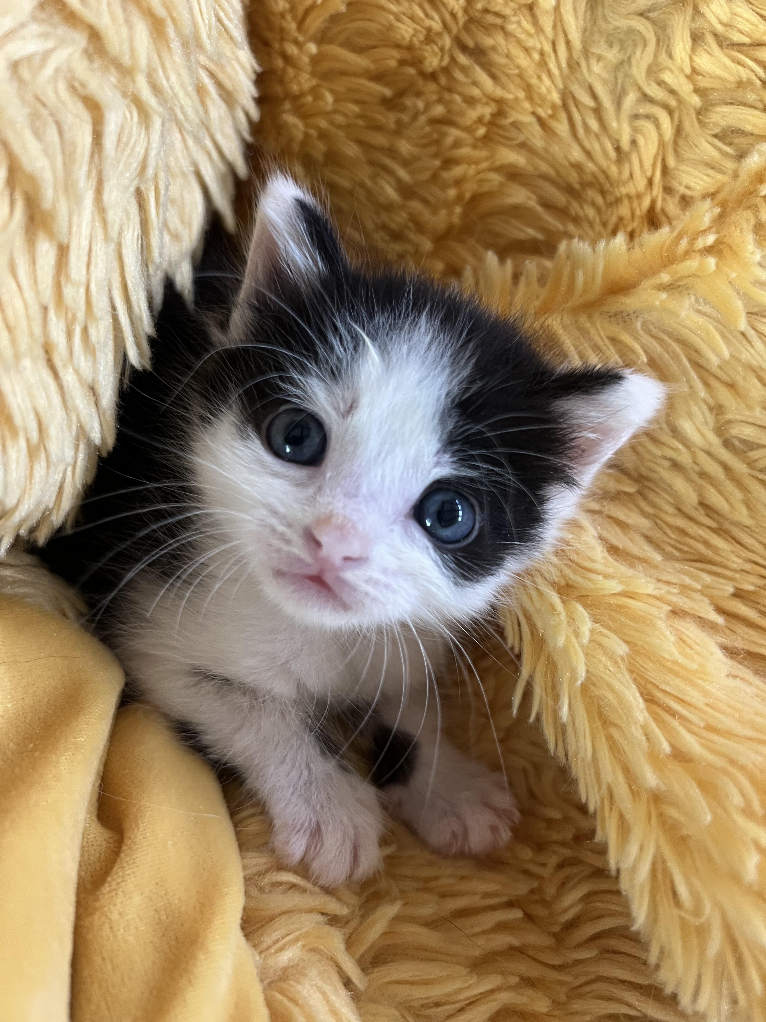 Enlarge Hotdog, a ADOPTABLE Domestic Short Hair in Greensboro, NC image 2/4