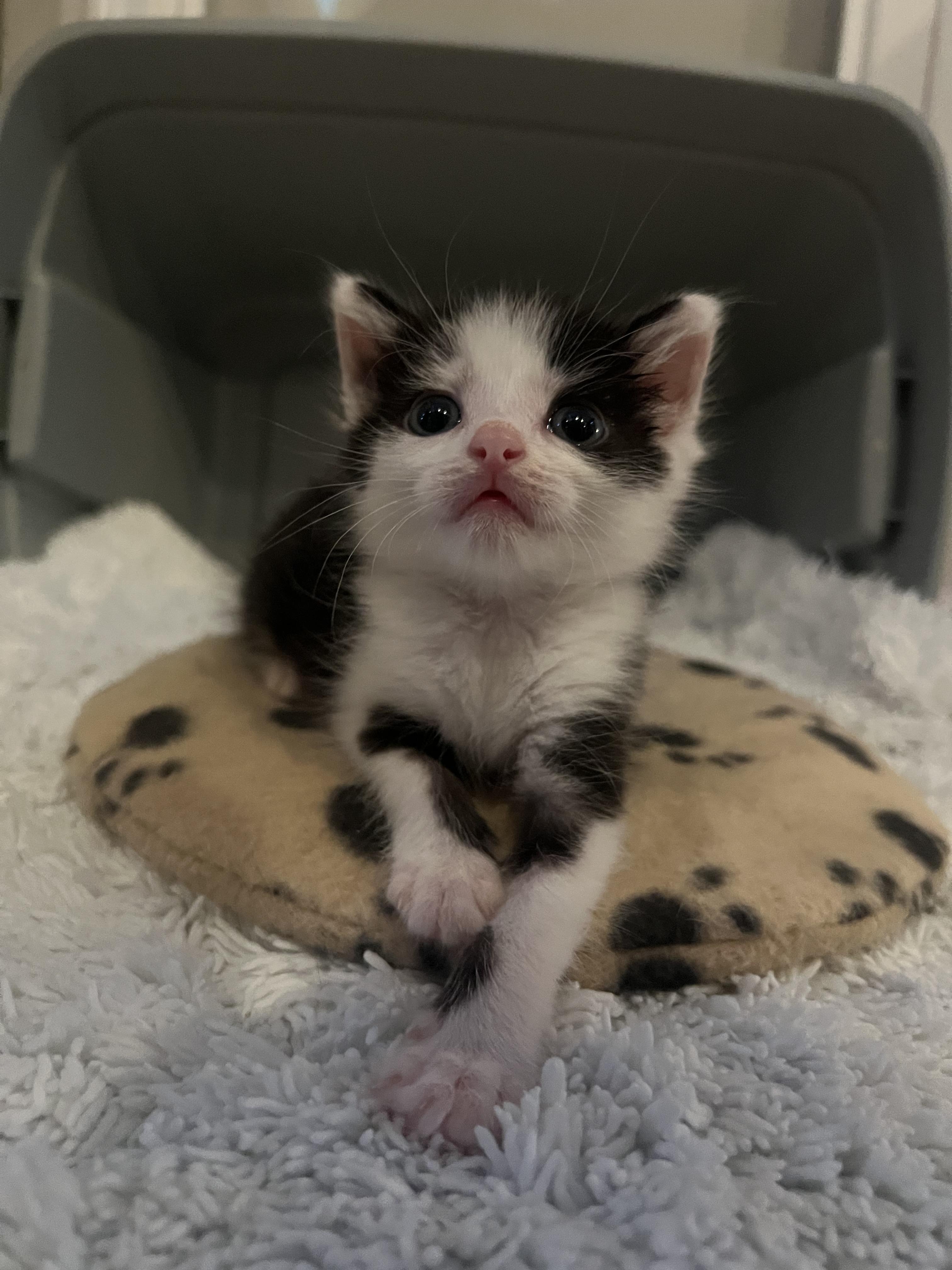 Enlarge Hotdog, a ADOPTABLE Domestic Short Hair in Greensboro, NC image 3/4