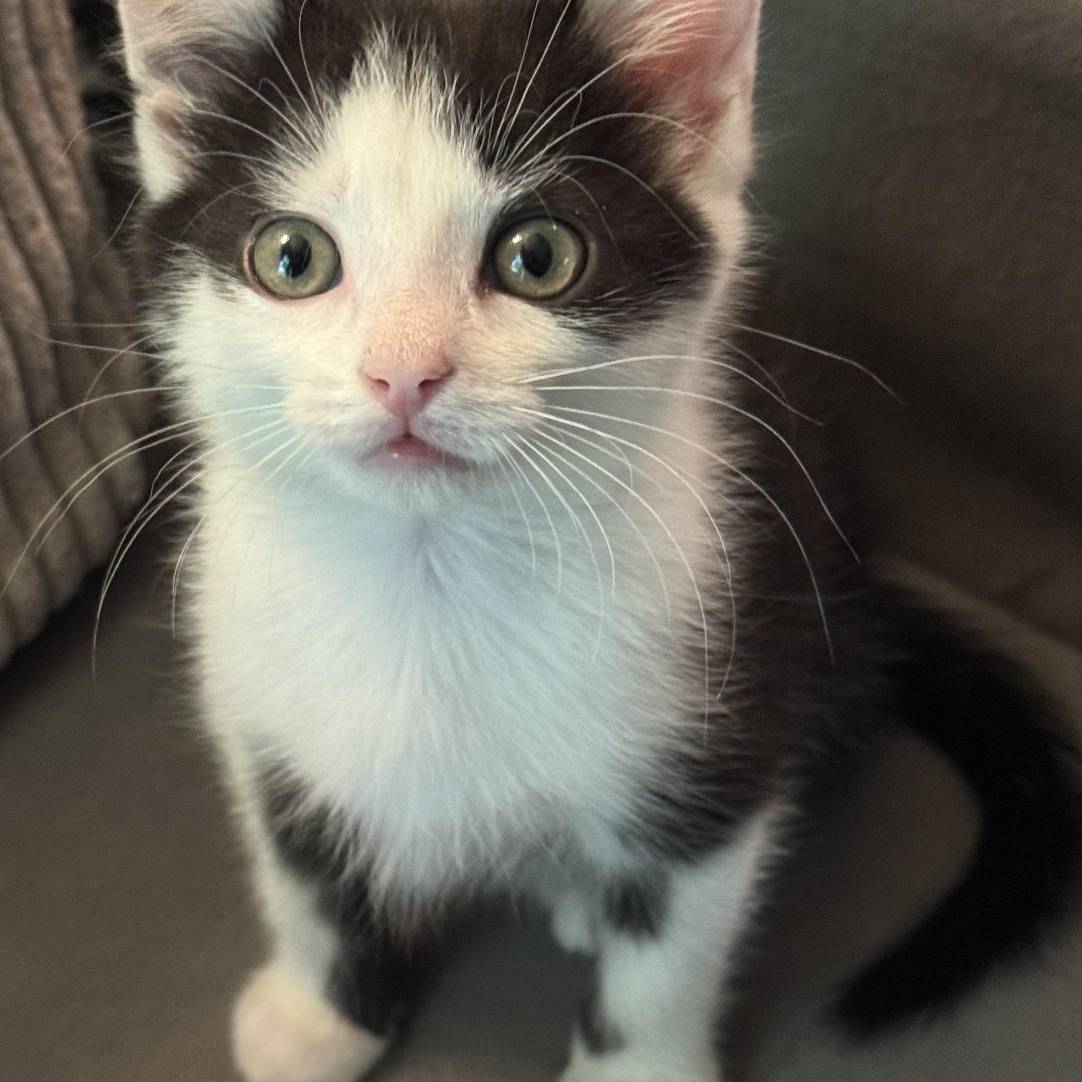 Hotdog, ADOPTABLE, Young Male Domestic Short Hair.
