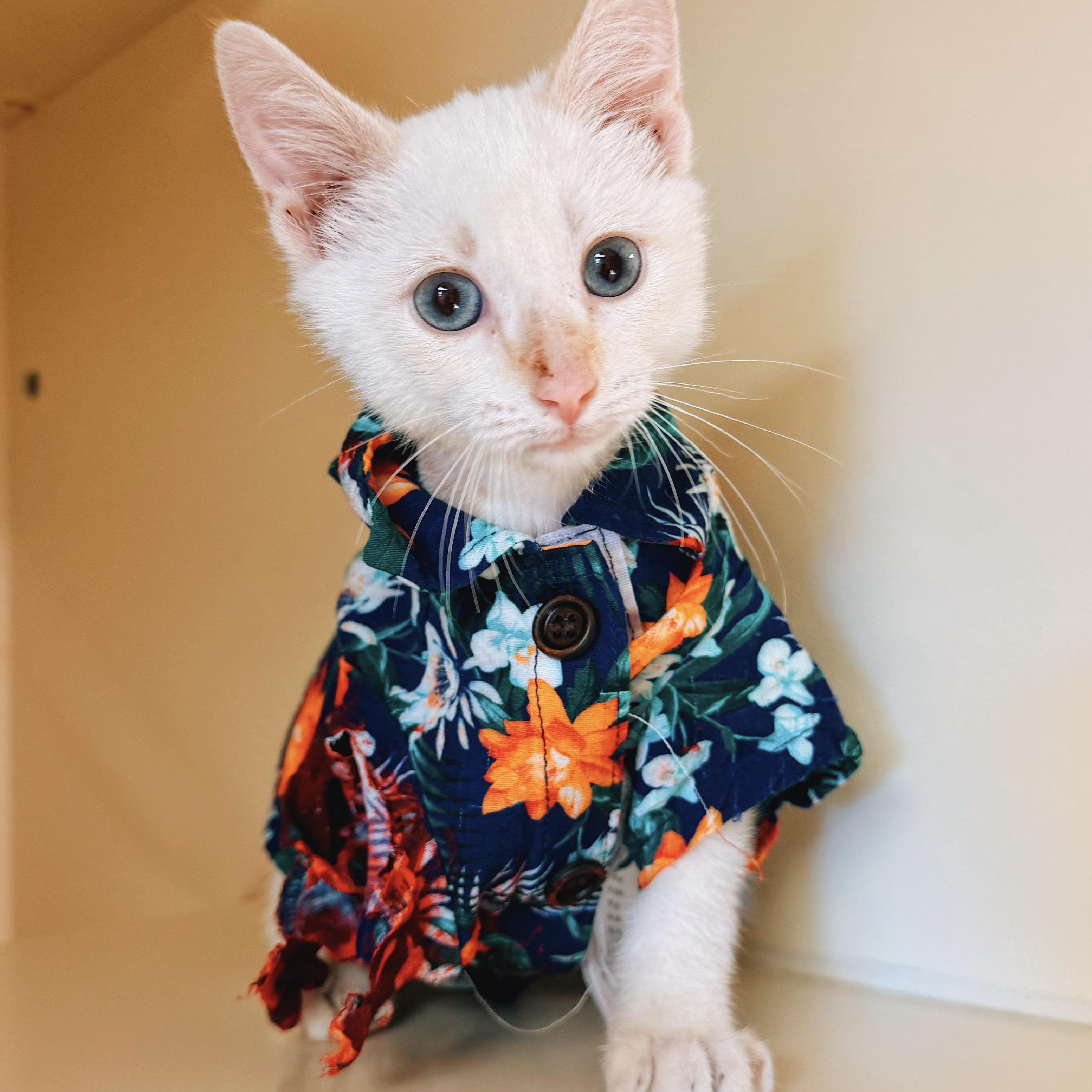 Shark Bait, Adoptable, Young Male Siamese & Domestic Short Hair.
