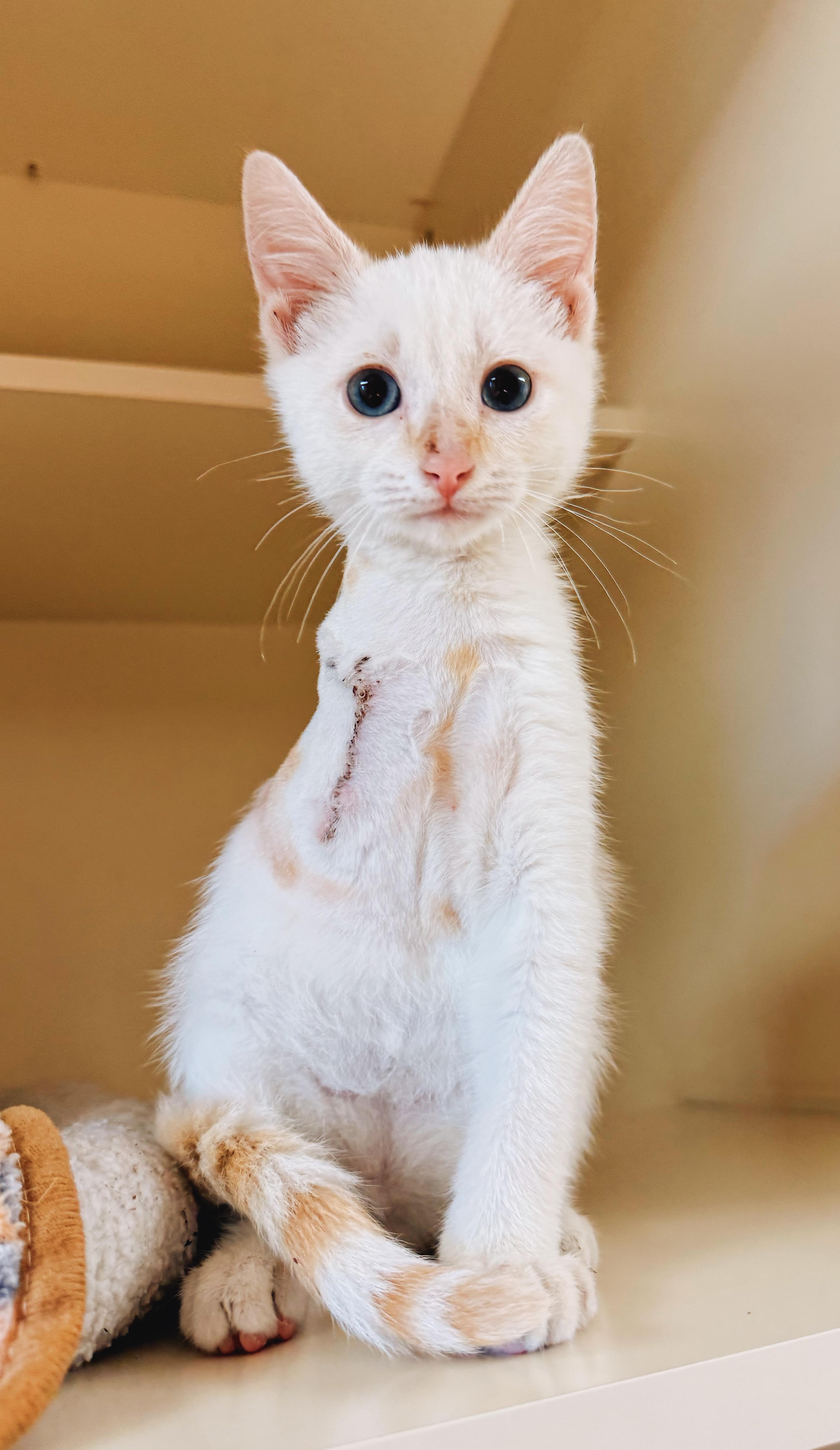 Enlarge Shark Bait, a Adoptable mixed breed in Hays, KS image 5/6