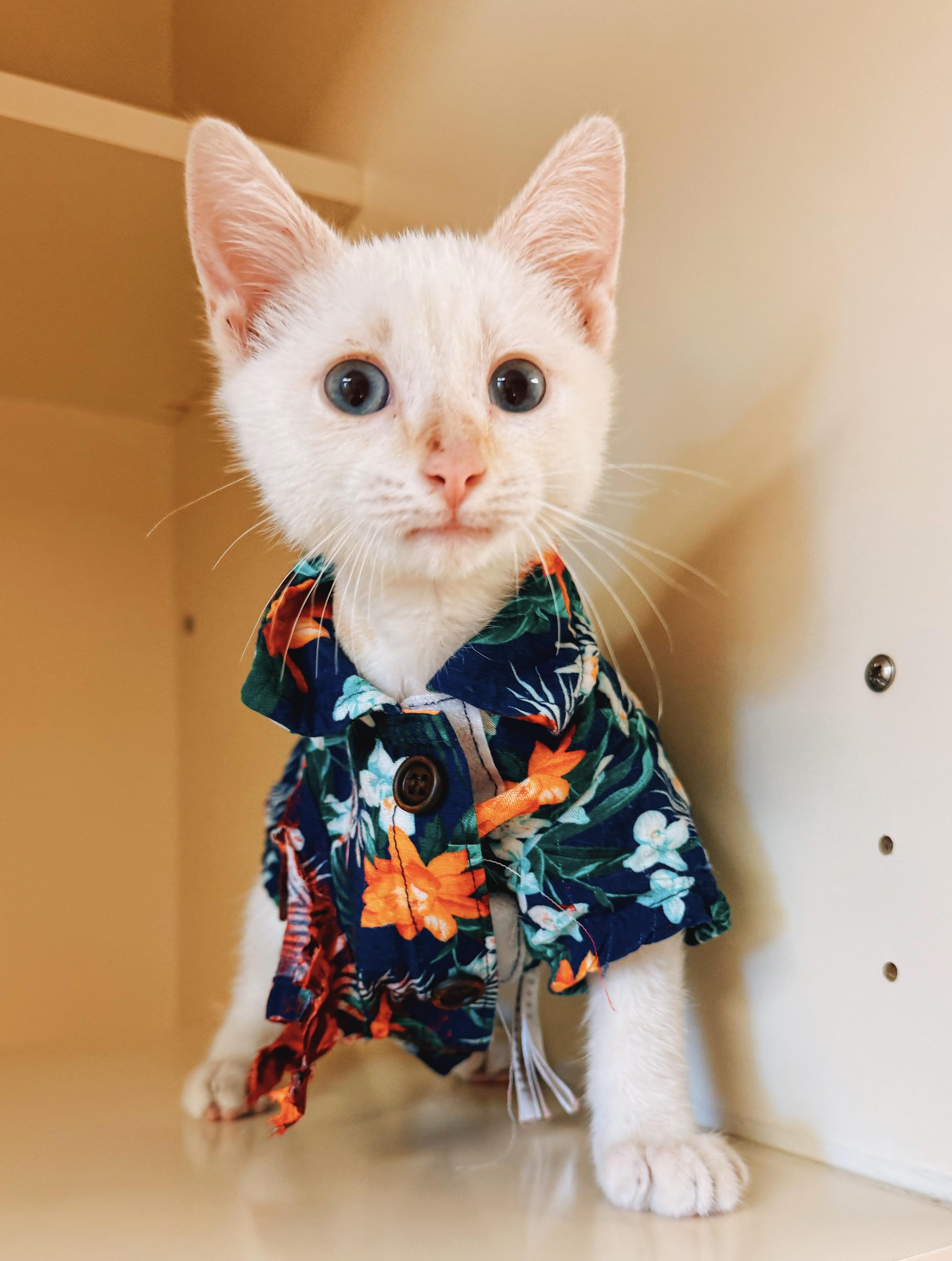 Enlarge Shark Bait, a Adoptable mixed breed in Hays, KS image 6/6