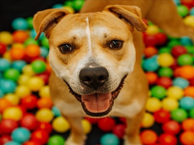 KRAKEN, Adoptable, Young Male Pit Bull Terrier & Mixed Breed.