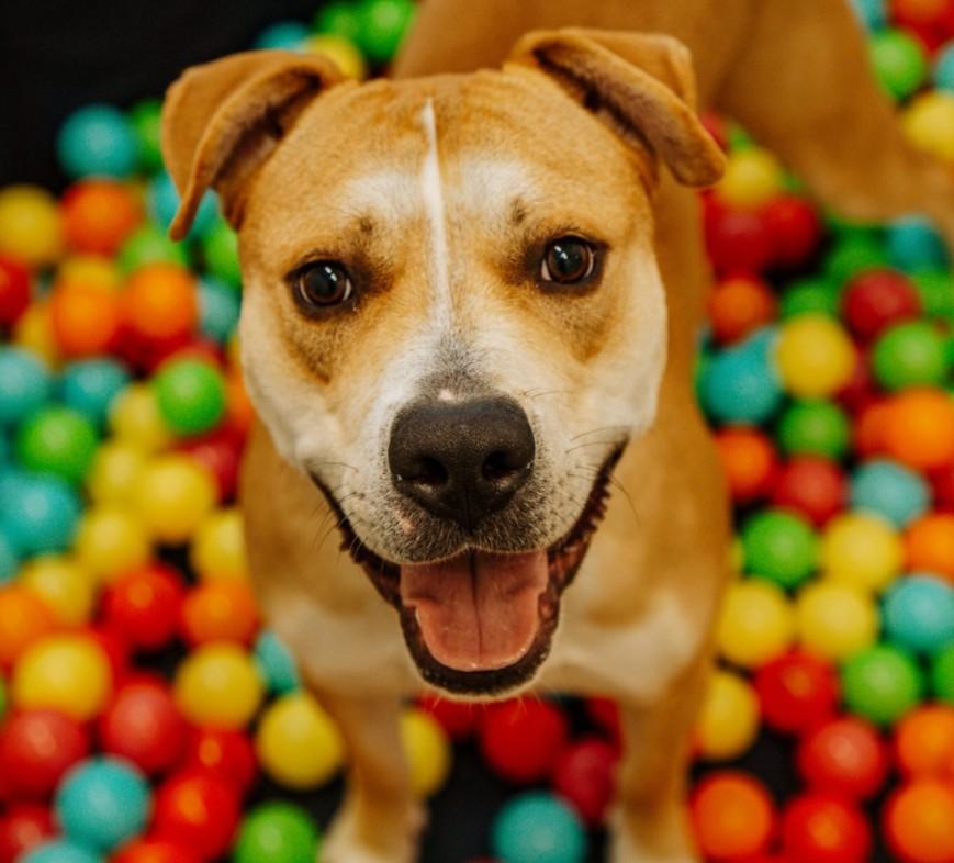 KRAKEN, Adoptable, Young Male Pit Bull Terrier & Mixed Breed.