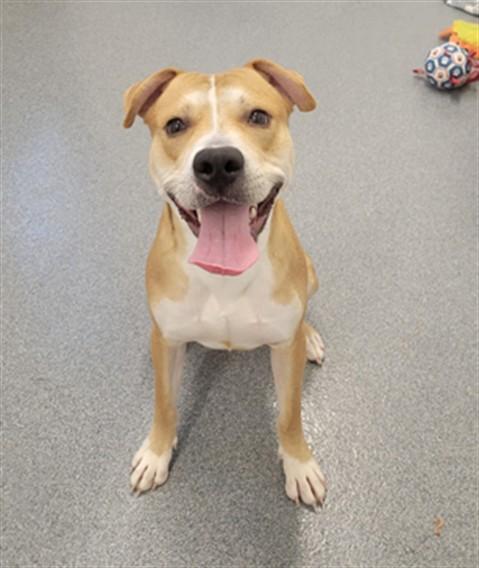 KRAKEN, Adoptable, Young Male Pit Bull Terrier & Mixed Breed.