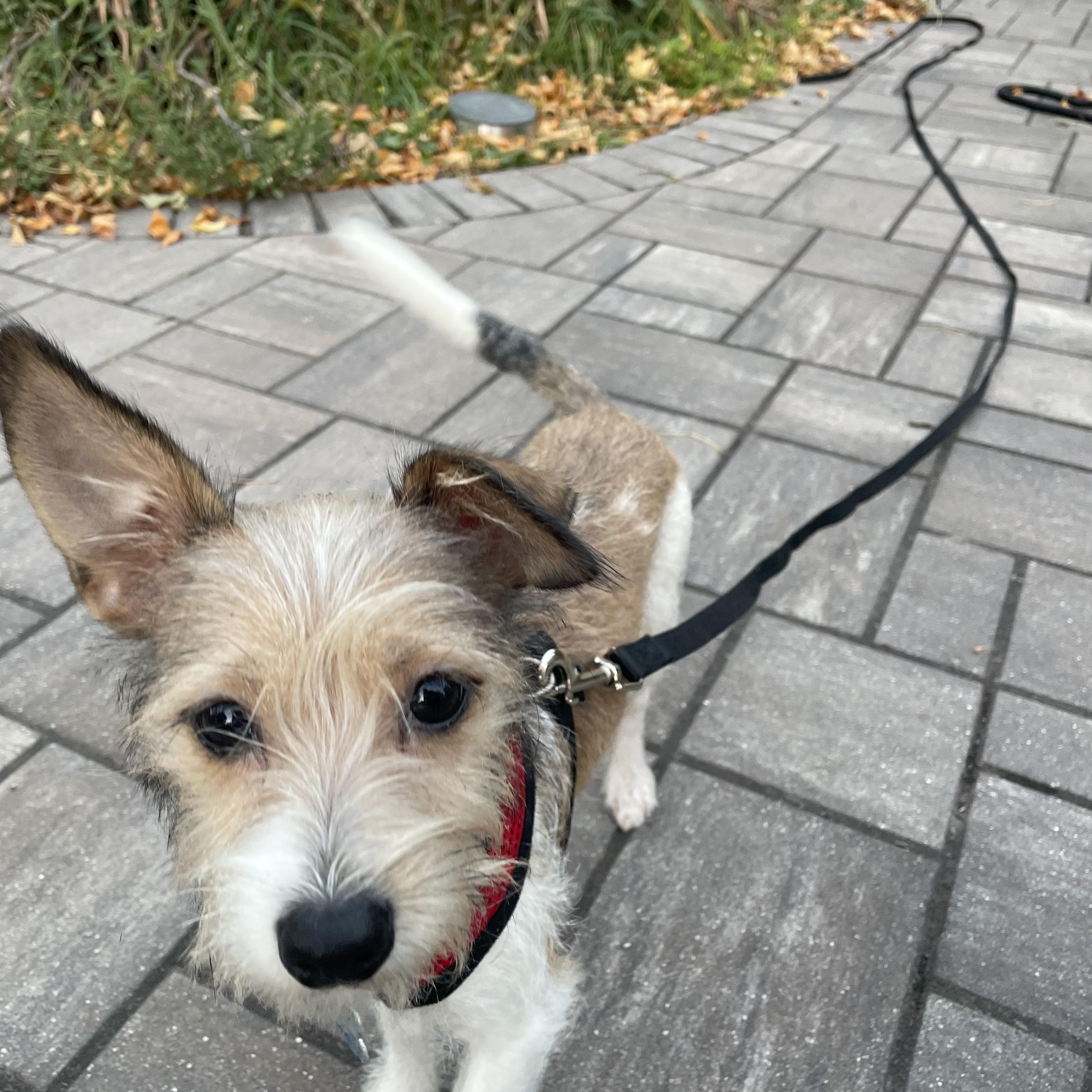 Enlarge Otto, a Adopted mixed breed in Minneapolis, MN image 2/4