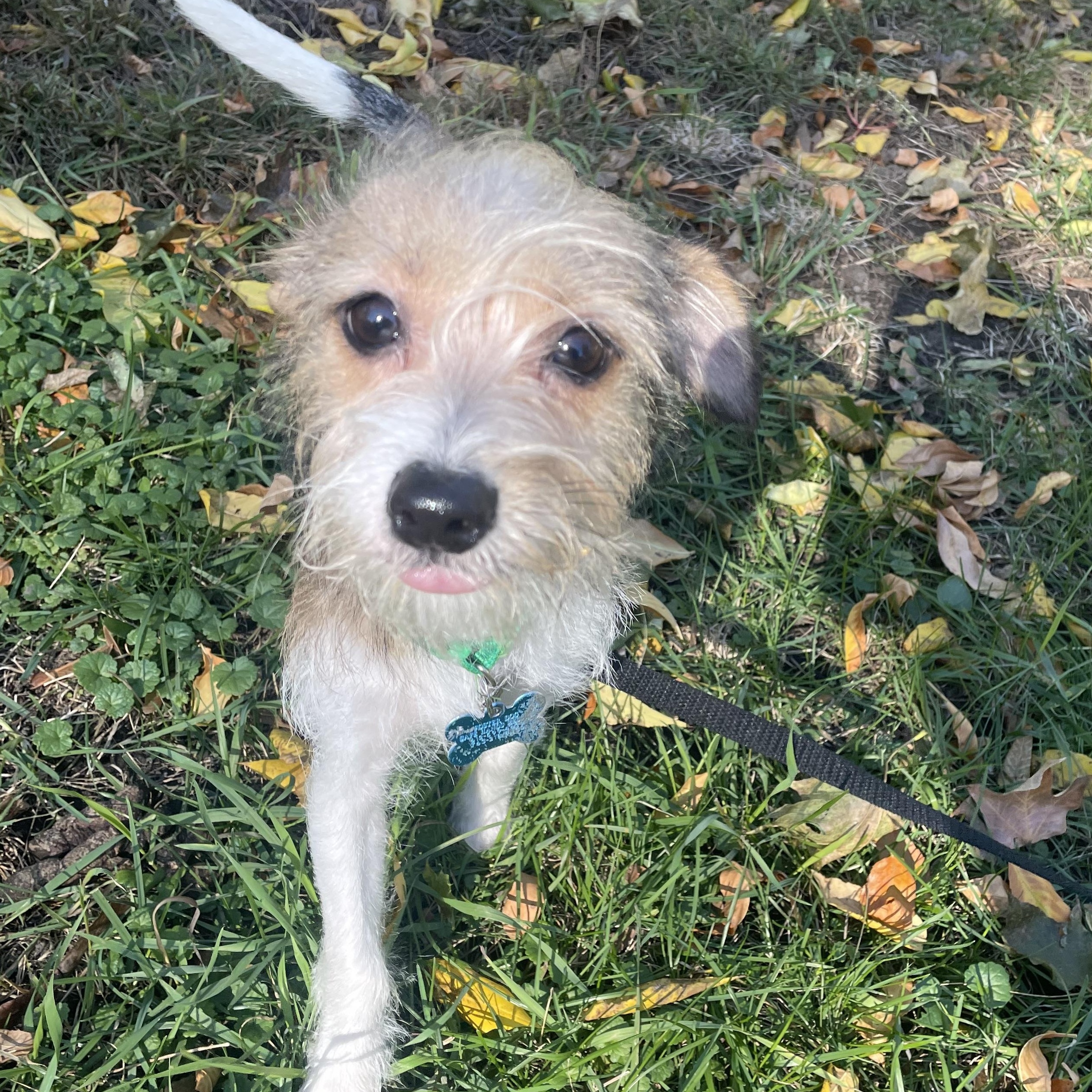 Enlarge Otto, a Adopted mixed breed in Minneapolis, MN image 3/4