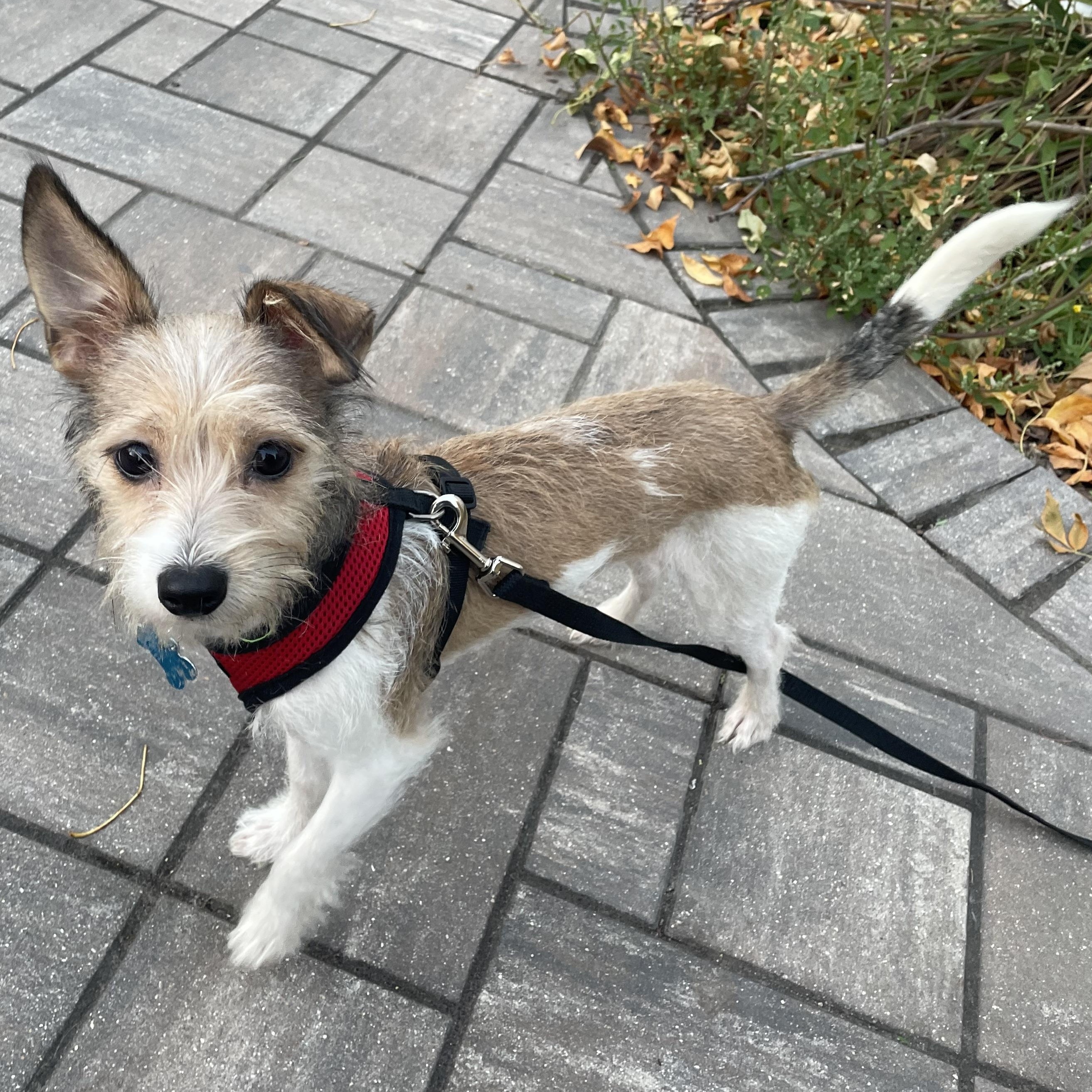 Otto, Adopted, Puppy Male Terrier & Mixed Breed.