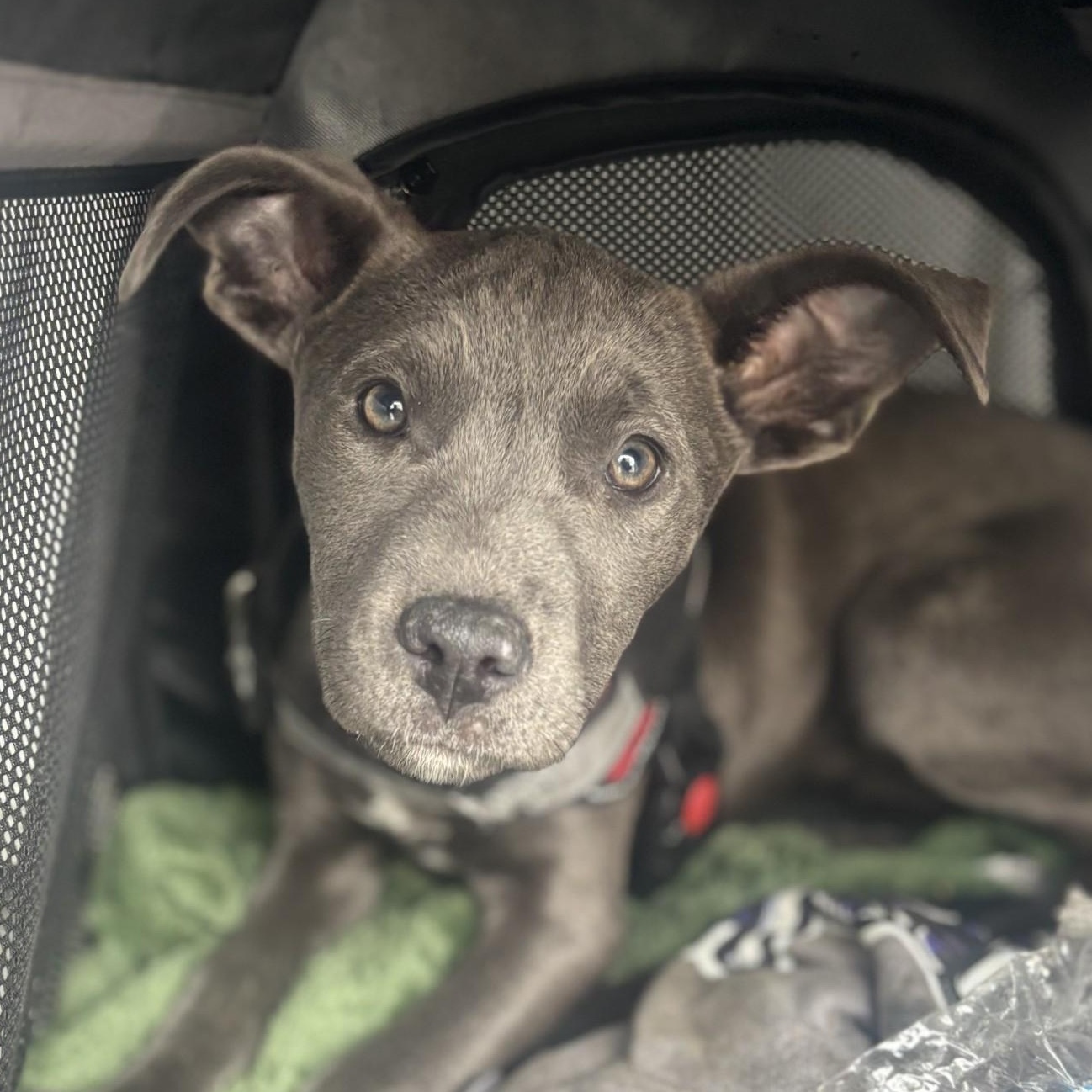 Romeo #1779 (807), Adoptable, Young Male Pit Bull Terrier.