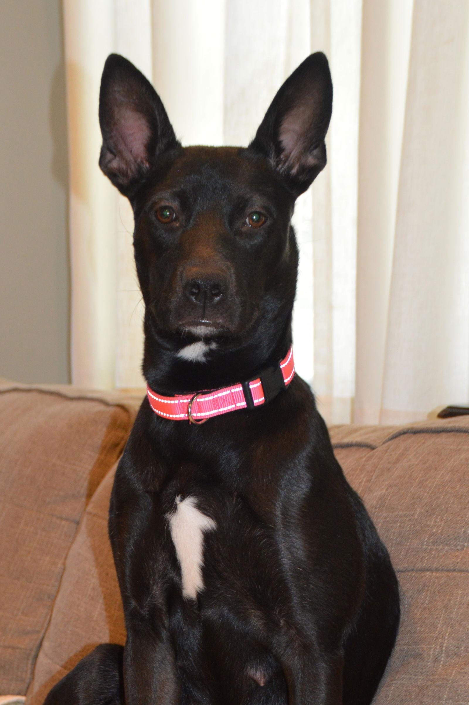 Mabel, Adoptable, Young Female Terrier & Siberian Husky.