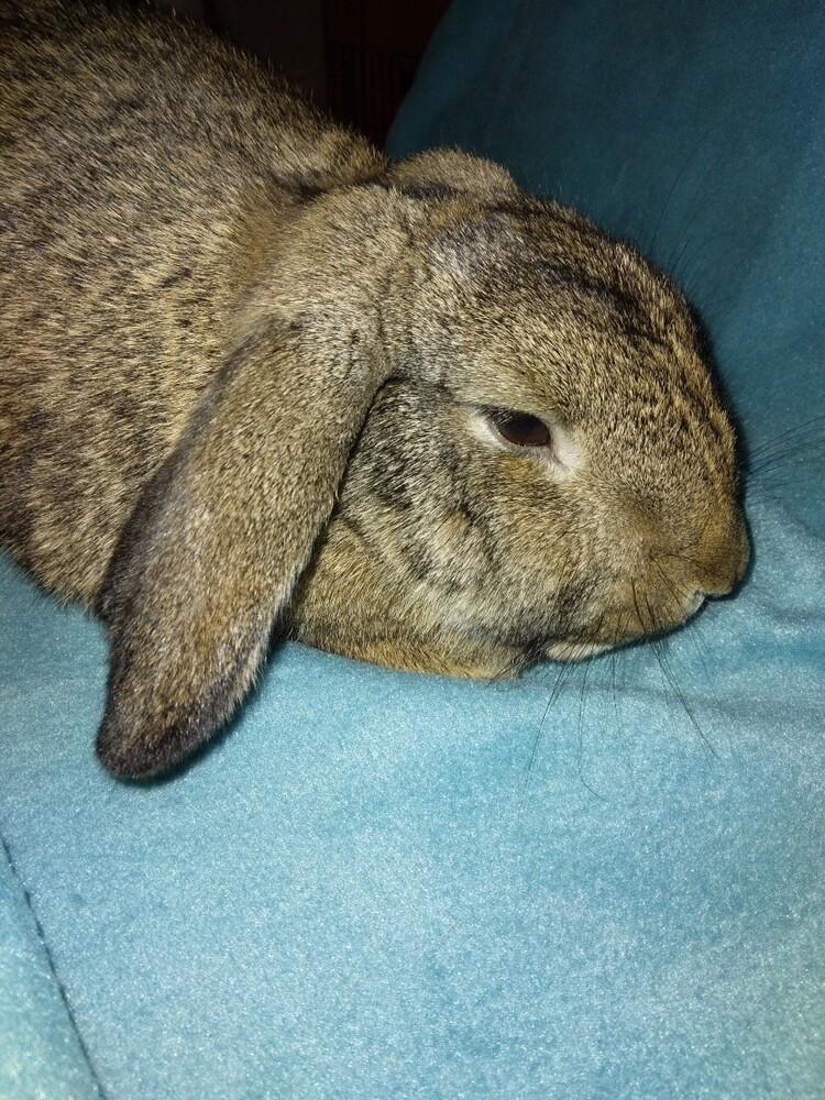 Fran (bonded to Janice & Kahuna), Adoptable, Adult Female Mini Rex & Lop Eared.
