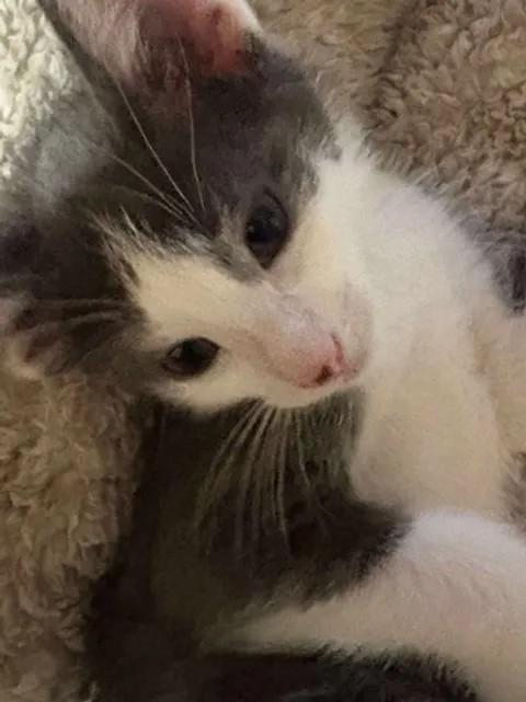 Enlarge Nimbus, a Adopted Domestic Short Hair in Salem, NY image 2/2