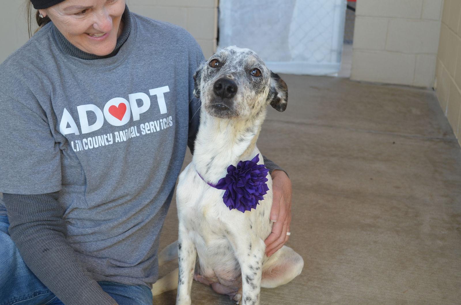 Enlarge Cookie Dough, a Adoptable Pit Bull Terrier in McKinney, TX image 1/3
