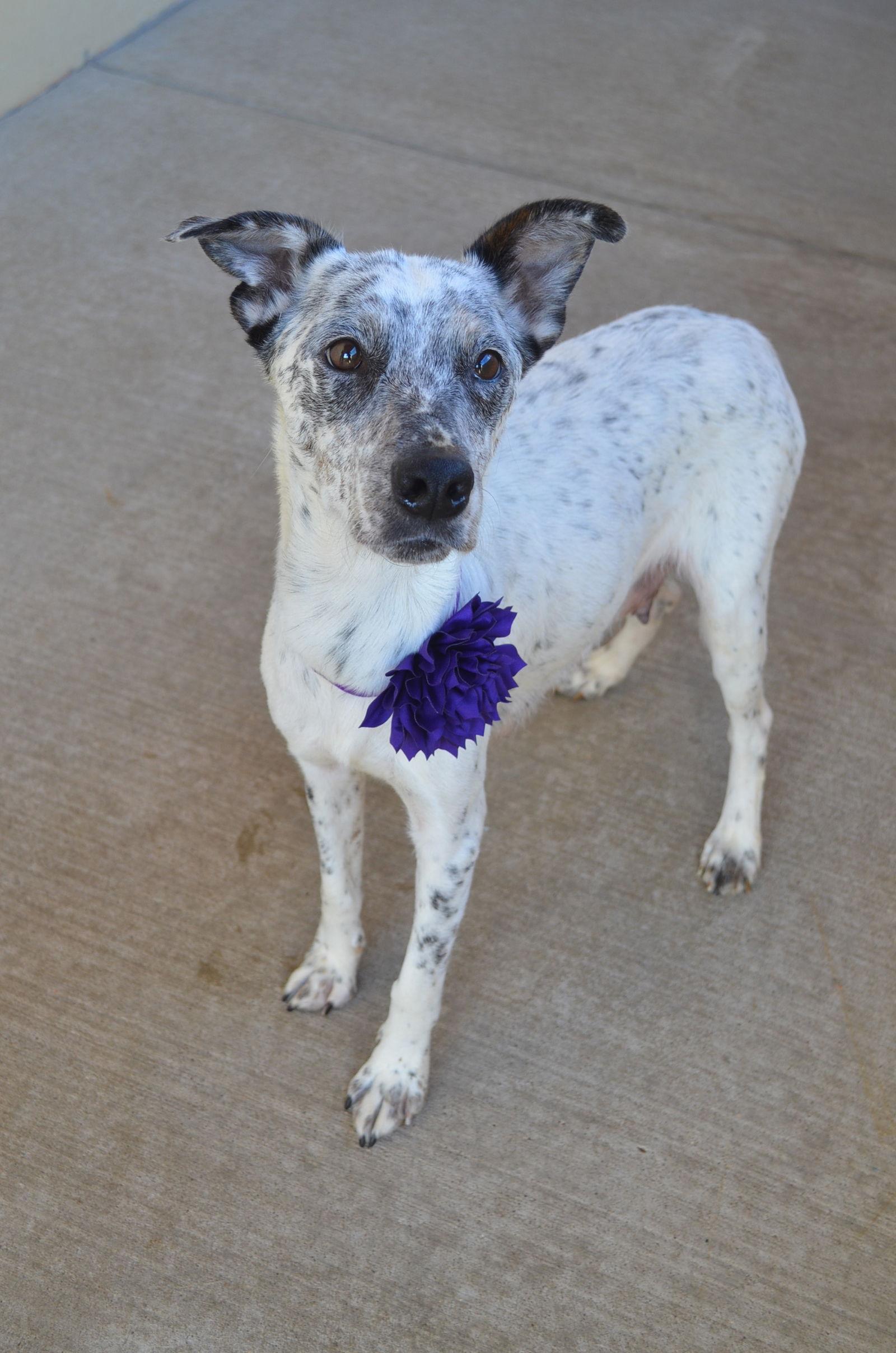 Enlarge Cookie Dough, a Adoptable Pit Bull Terrier in McKinney, TX image 2/3