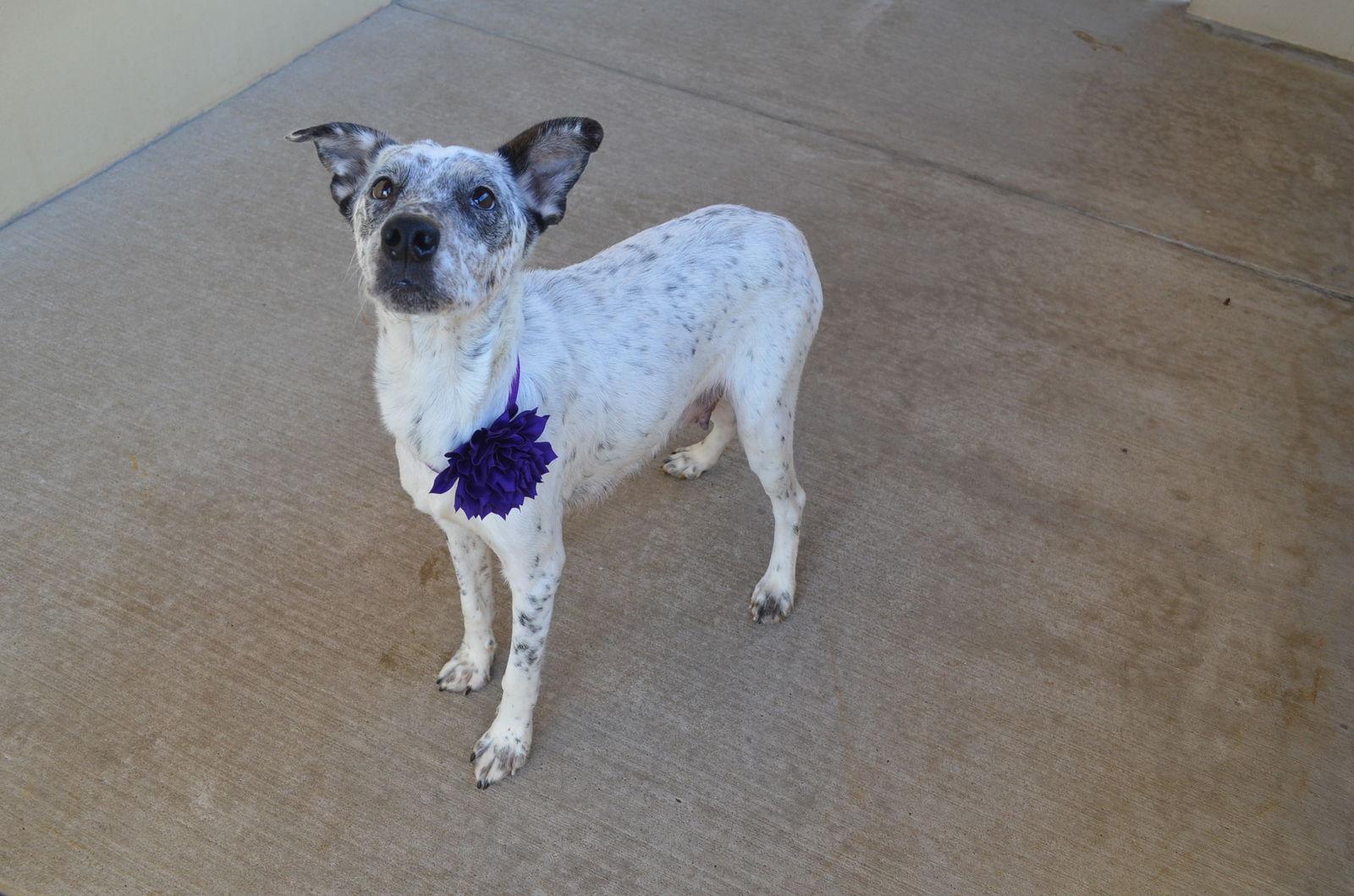 Enlarge Cookie Dough, a Adoptable Pit Bull Terrier in McKinney, TX image 3/3