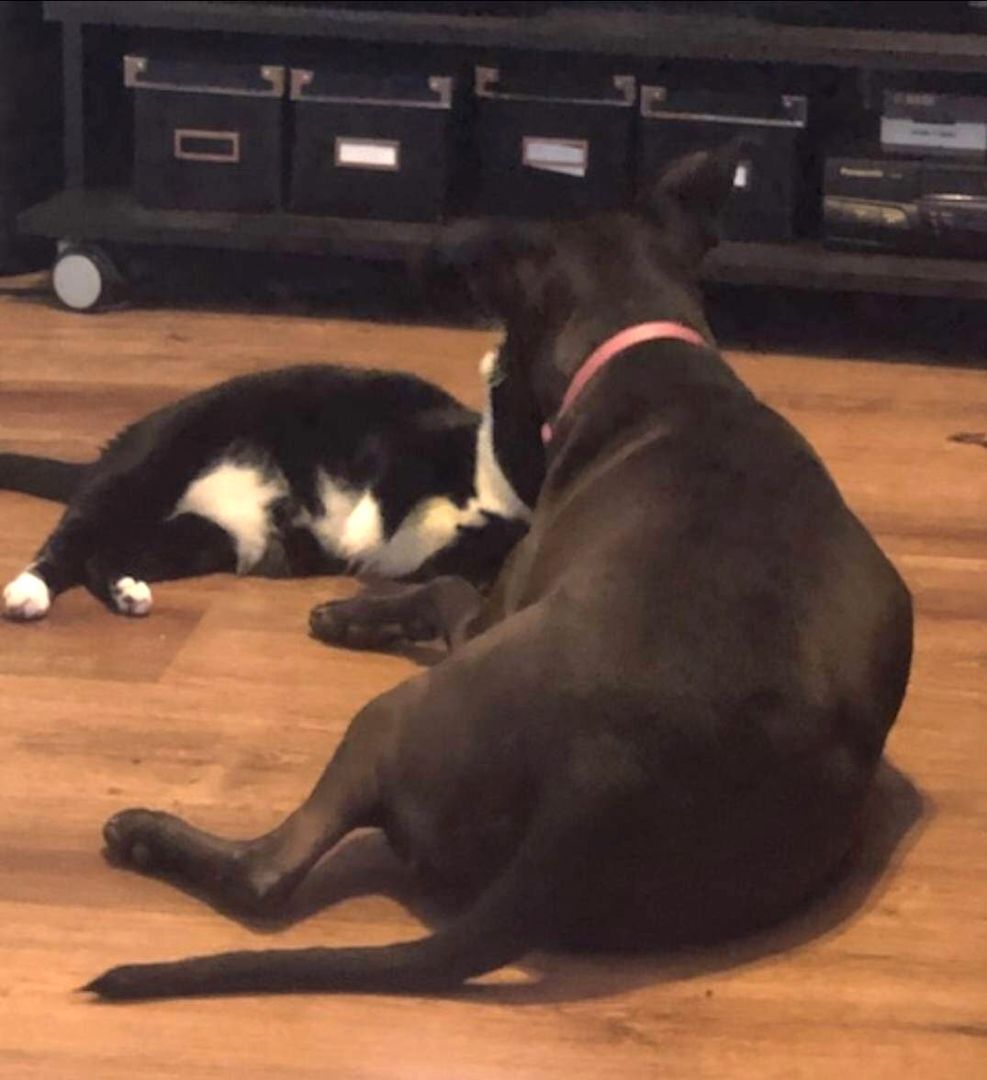 Enlarge ELLIE - Foster/Fospice or adopter needed, a Adoptable mixed breed in Largo, FL image 5/6