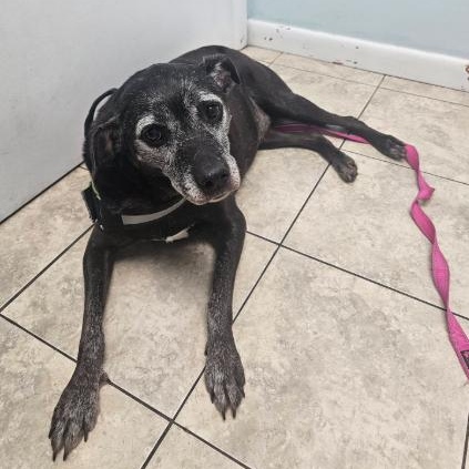 ELLIE - Foster/Fospice or adopter needed, Adoptable, Senior Female Labrador Retriever.