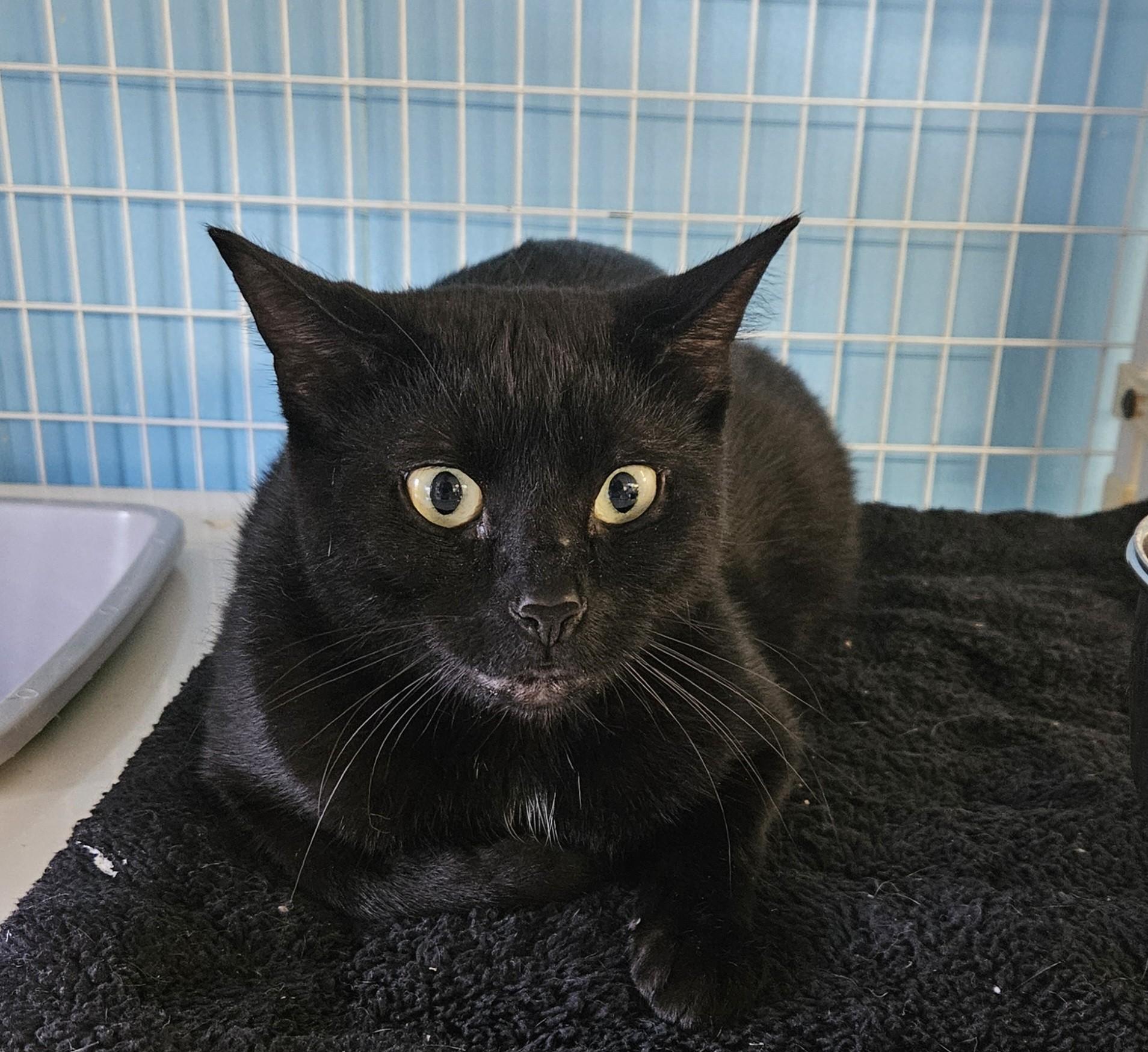 Cataleya, Adoptable, Adult Female Domestic Medium Hair.