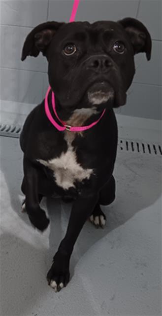 Enlarge PARIS, a Adoptable mixed breed in Winter Haven, FL image 1/1