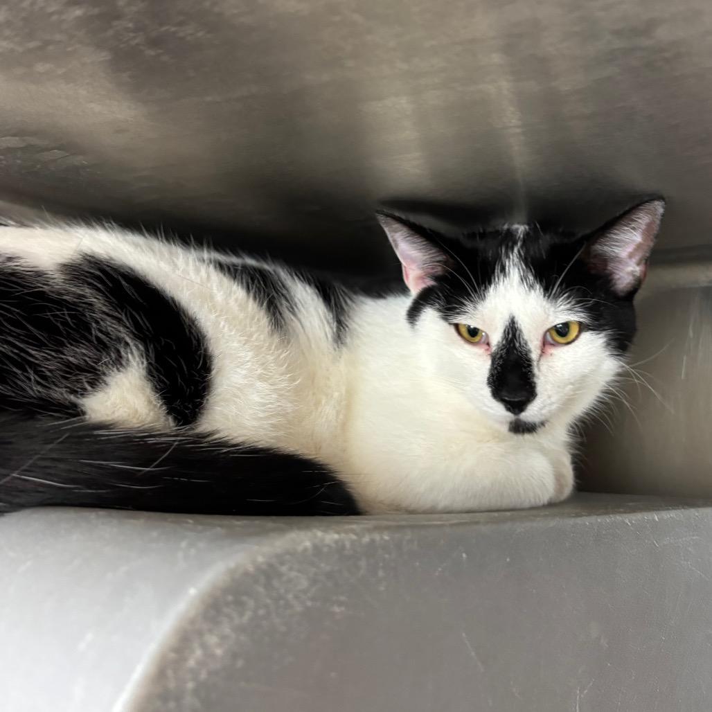 Termite, Adoptable, Young Male Domestic Short Hair.