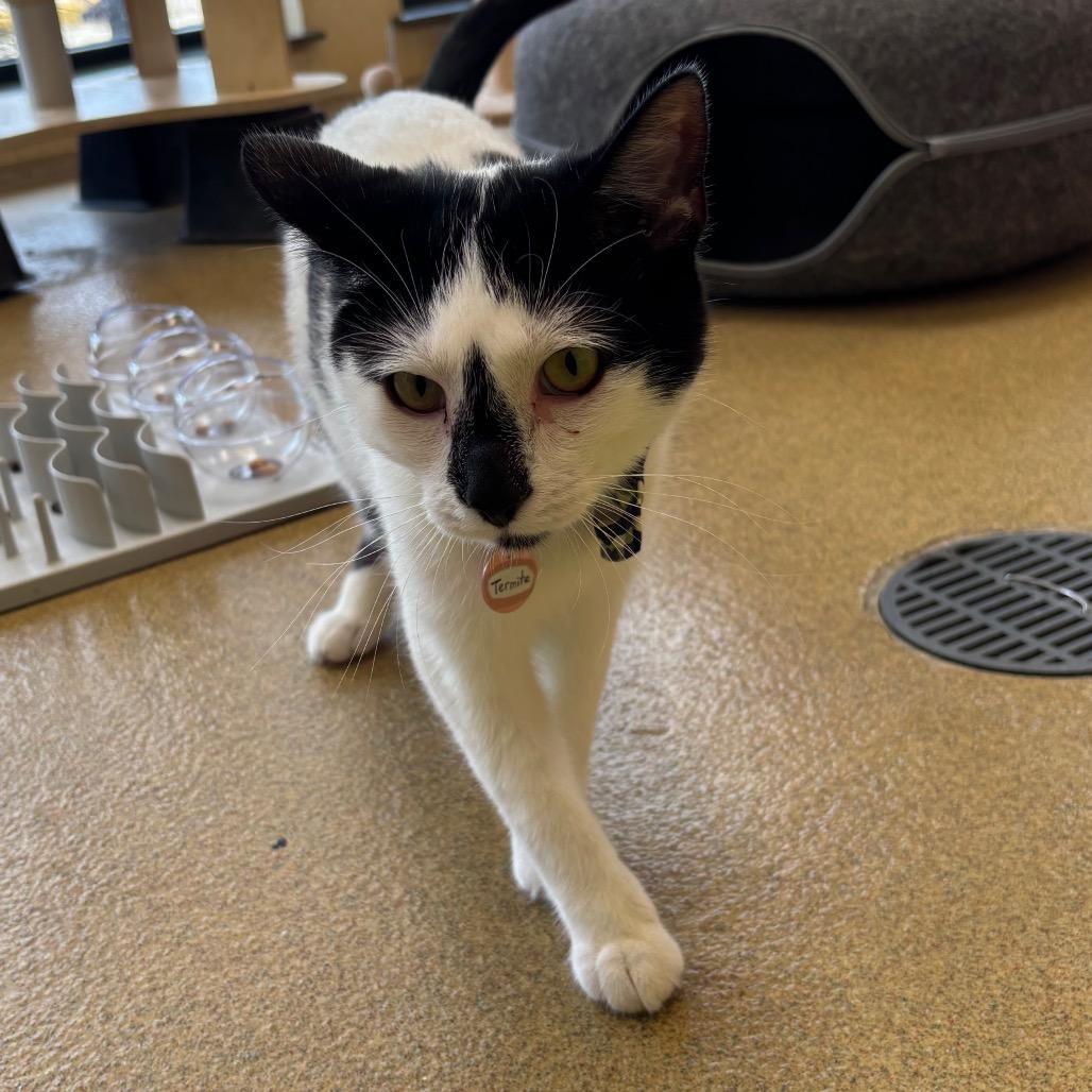 Termite, a Adoptable Domestic Short Hair in Waukesha, WI image 2/2