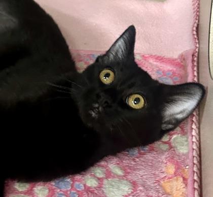 Bastet