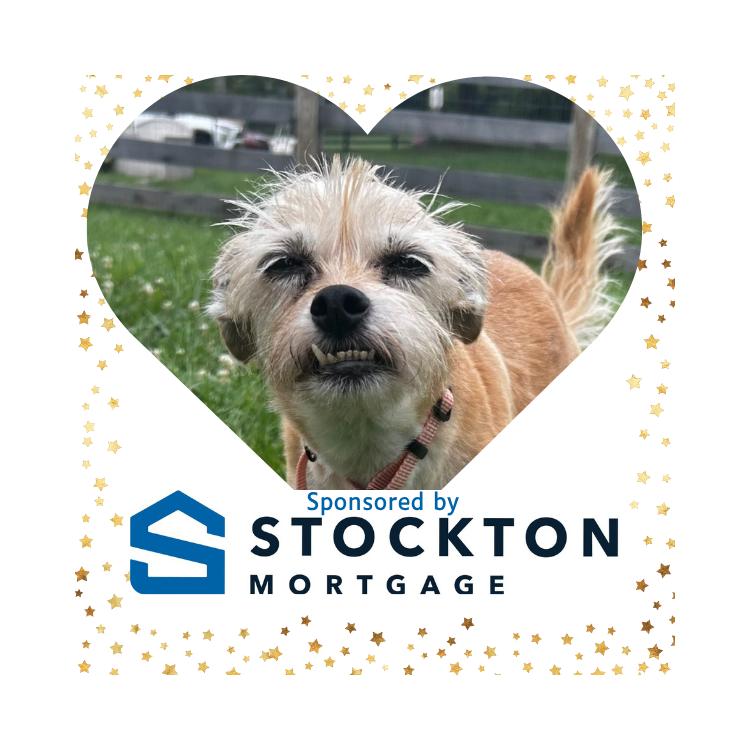 Missy 5824 D, Adoptable, Adult Female Yorkshire Terrier.