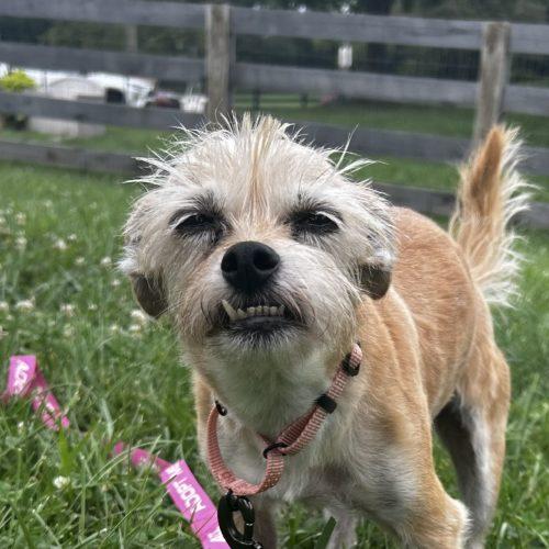 Missy 5824 D, Adoptable, Adult Female Yorkshire Terrier.