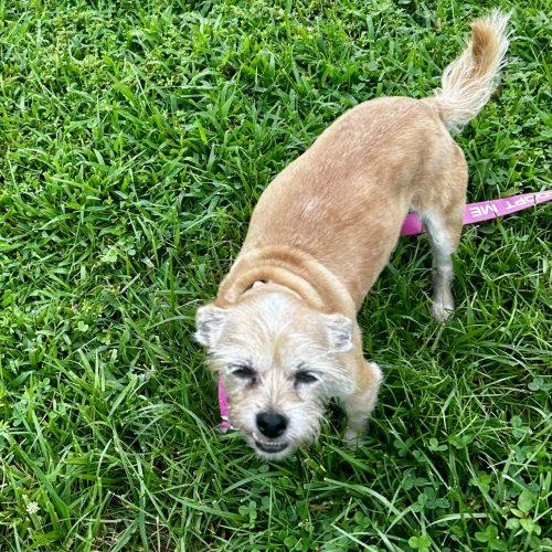 Missy 5824 D, a Adoptable Yorkshire Terrier in Frankfort, KY image 2/5