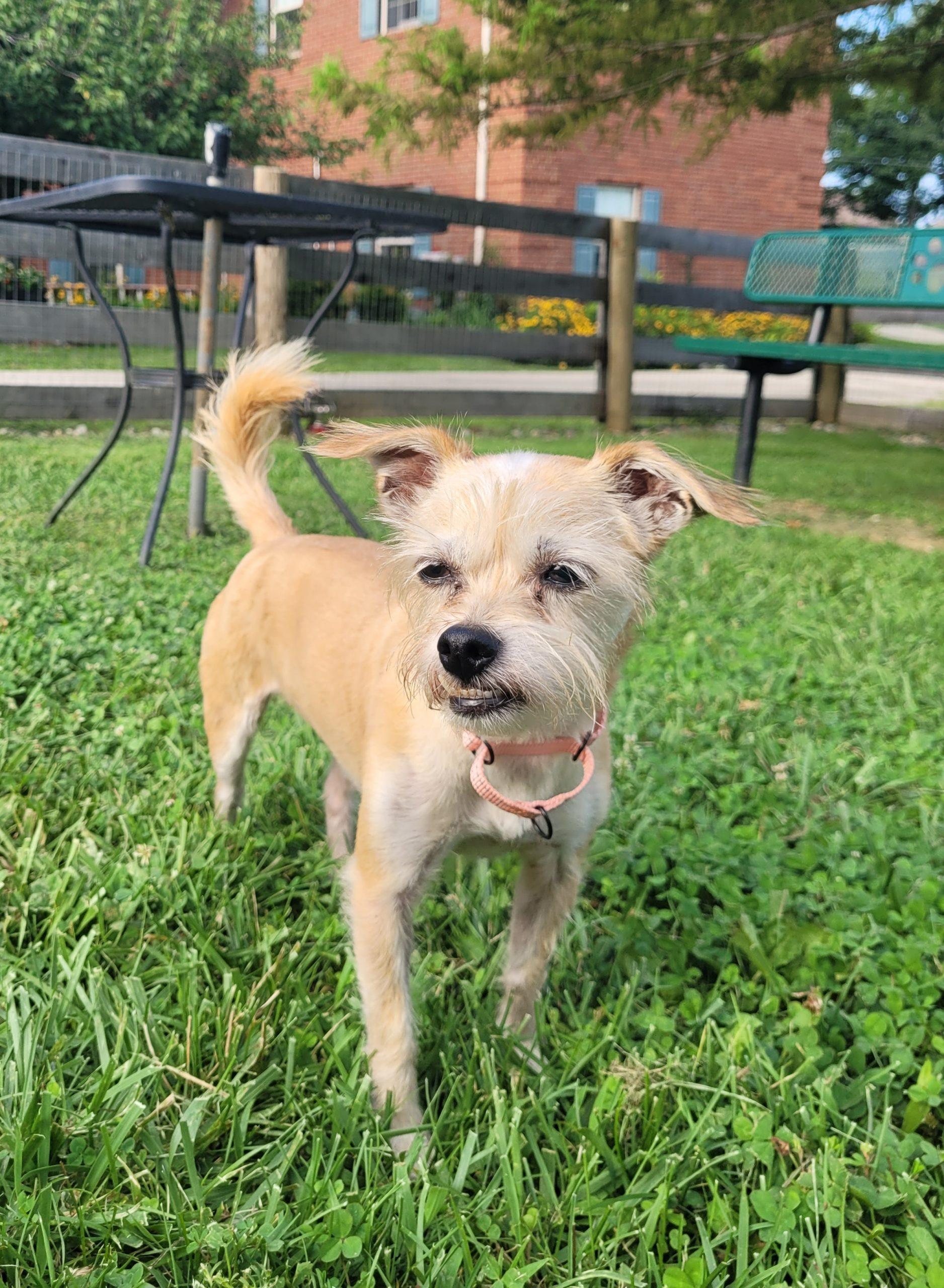 Missy 5824 D, a Adoptable Yorkshire Terrier in Frankfort, KY image 3/5