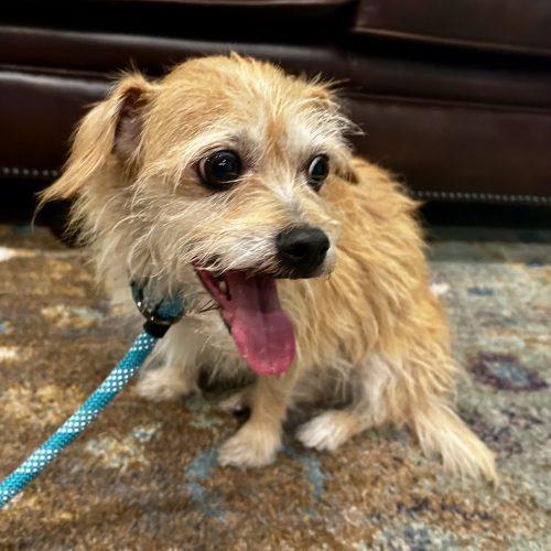 Missy 5824 D, a Adoptable Yorkshire Terrier in Frankfort, KY image 4/5