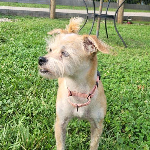Missy 5824 D, a Adoptable Yorkshire Terrier in Frankfort, KY image 5/5
