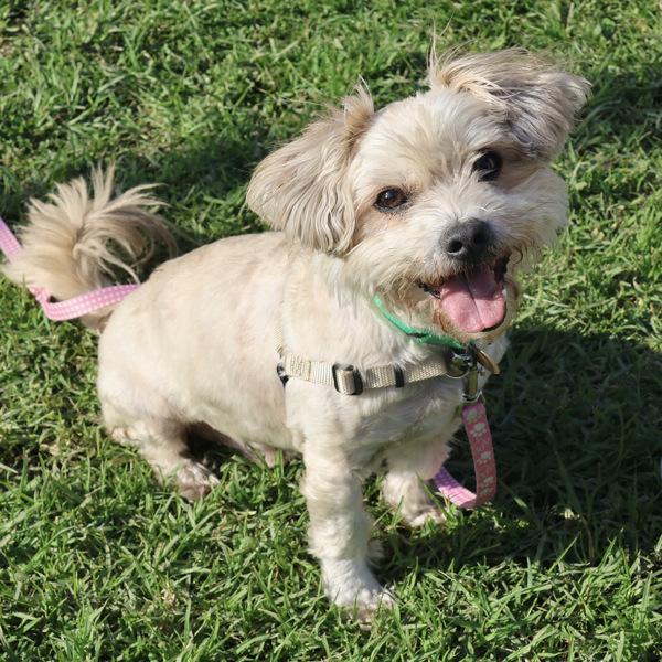 Enlarge Gabe, a Adoptable mixed breed in Dublin, CA image 1/6