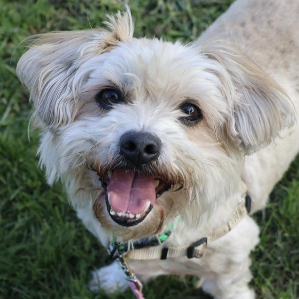 Enlarge Gabe, a Adoptable mixed breed in Dublin, CA image 2/6
