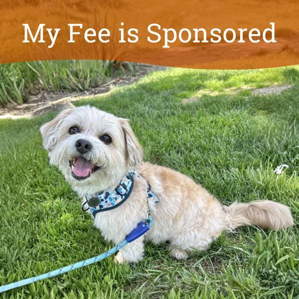 Enlarge Gabe, a Adoptable mixed breed in Dublin, CA image 3/6